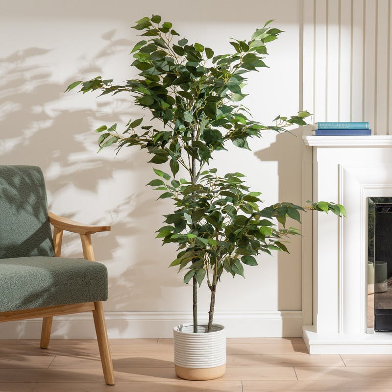 Scottish Everlastings Green/Black 140Cm Ficus Tree