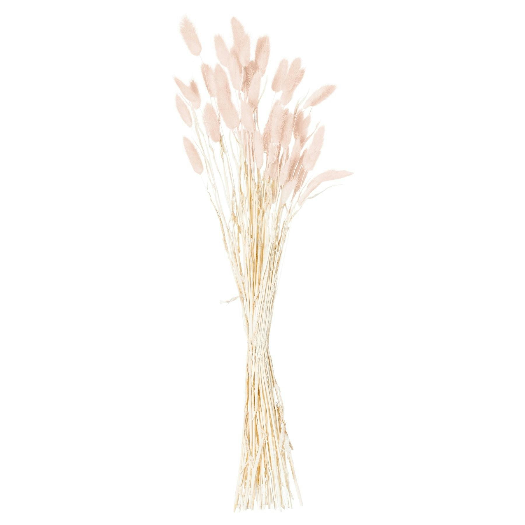 Hill Interiors Pink Bunny Tail Dried Flower (Pack Of 60) - Pale