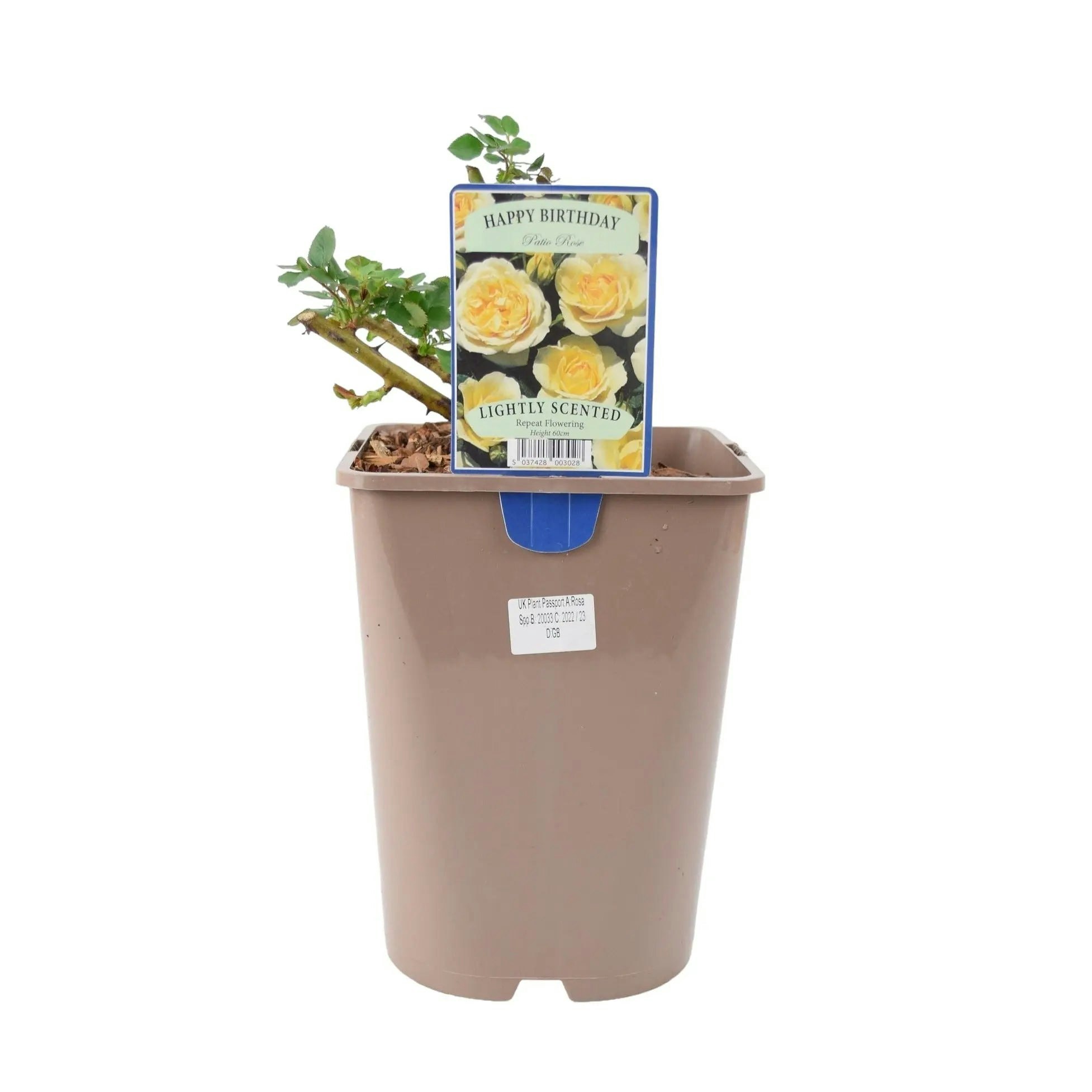 Plants By Post Cream Happy Birthday Floribunda Rose - Blooms In 5.5L Pot - No Container