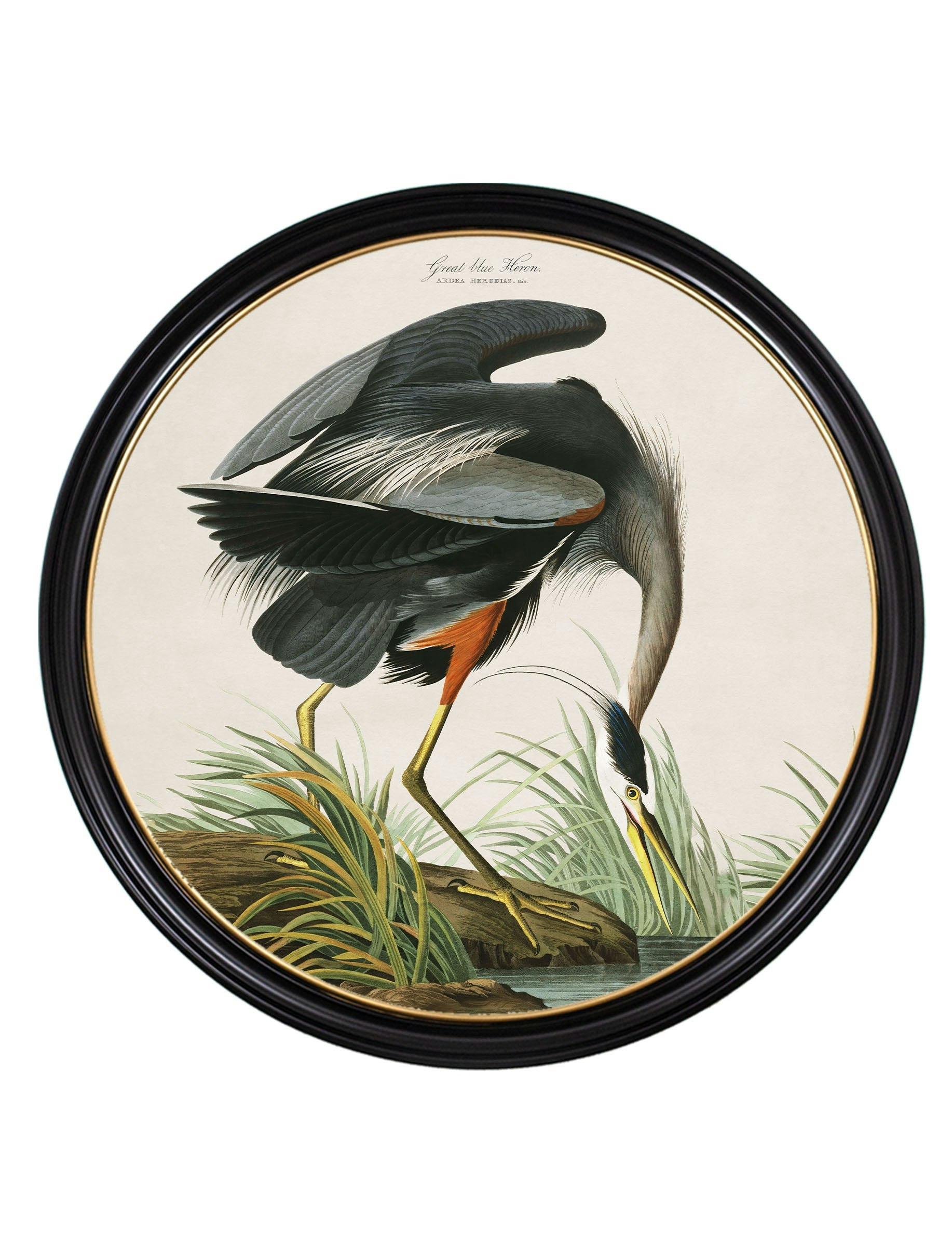 Rackhams Blue C.1838 Audubon's Great Heron - 120 X 120Cm - Oxford Round - Great Heron
