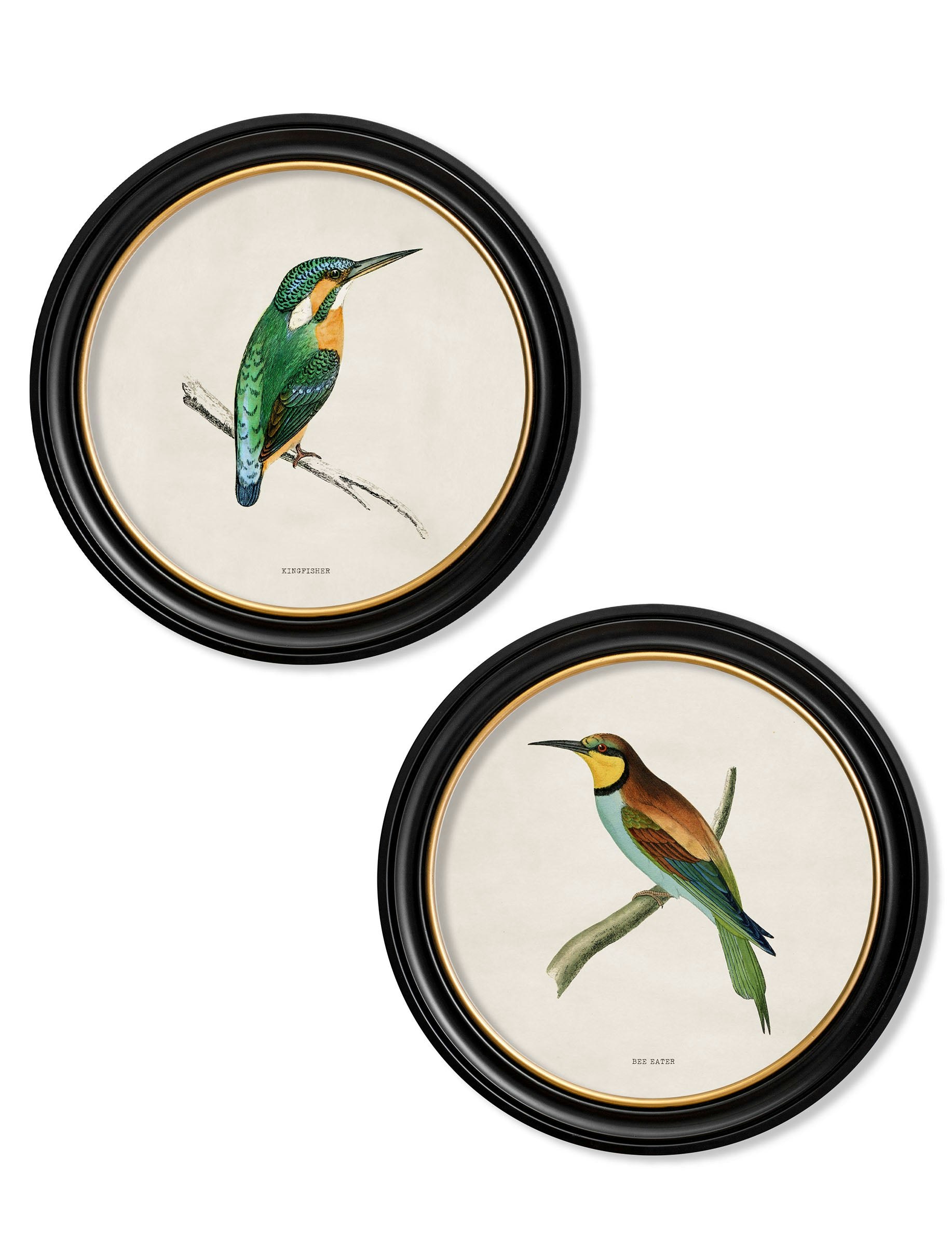 Exceptional Art Black C.1870 Kingfisher And Bee Eater - 44 X 44Cm - Collection Of 2