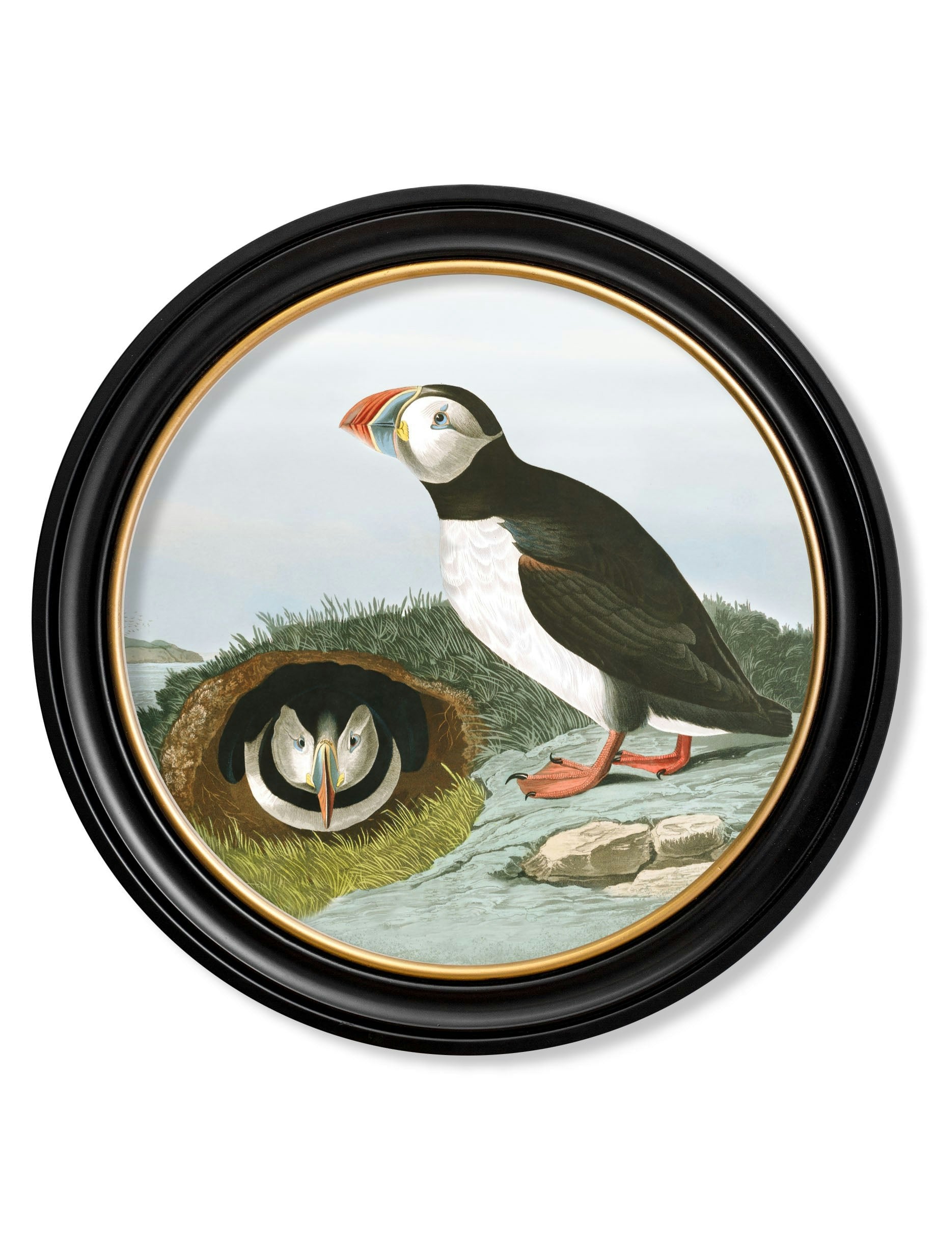 Rackhams Black C.1838 Audubon's Puffins - Round Frame - 120 X 120Cm - Puffin