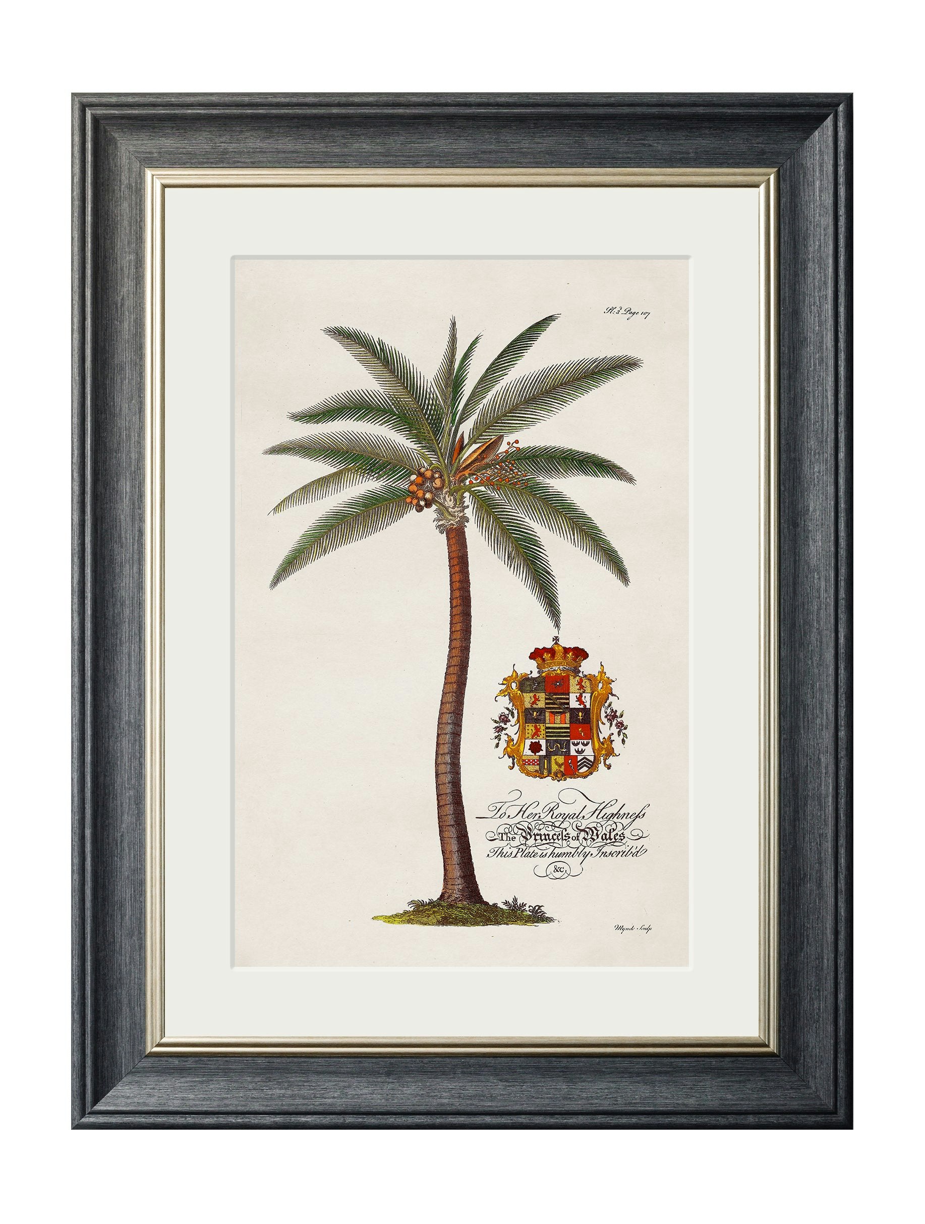 Rackhams Black Studies Of Palms - 38 X 50Cm - Coconut Palm