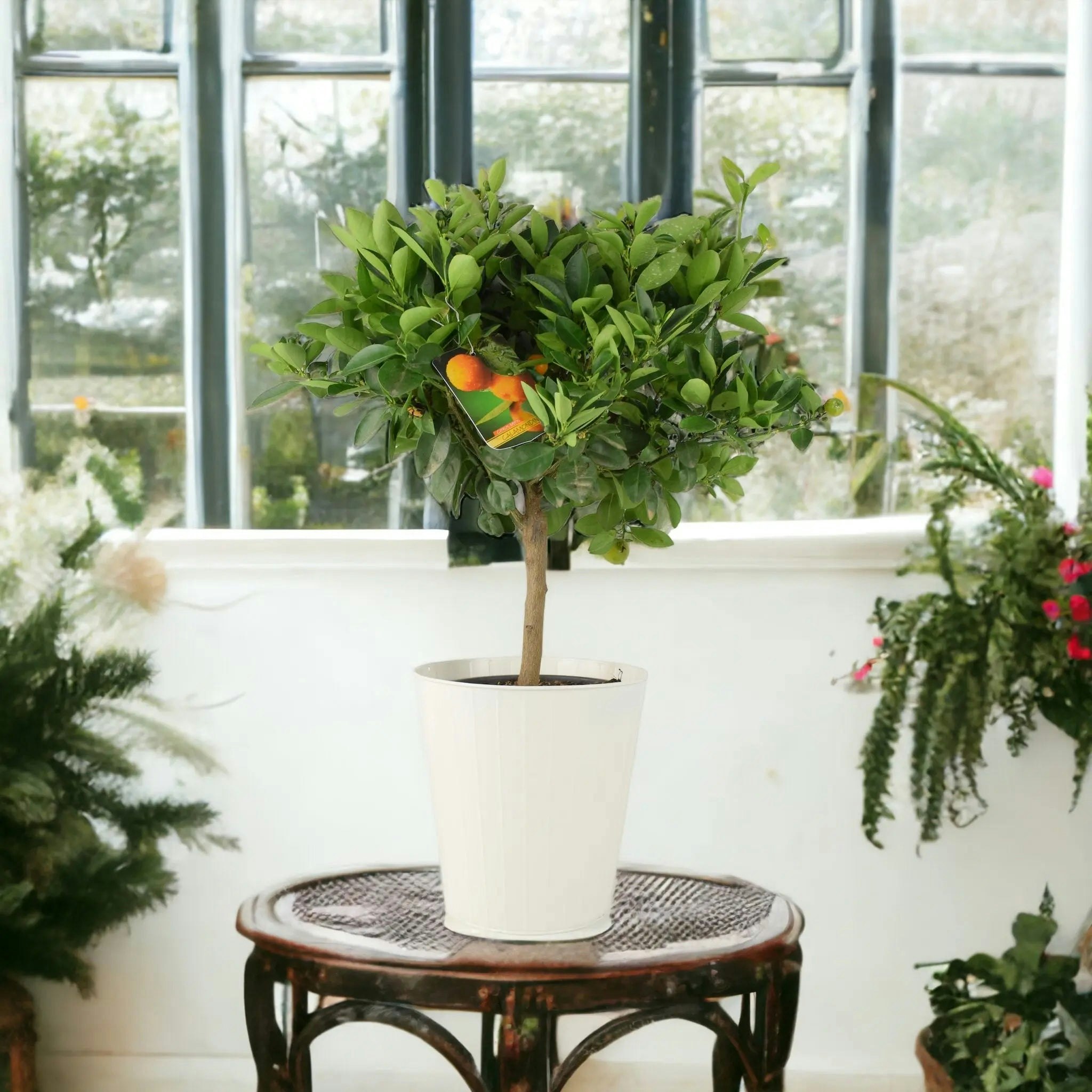 Plants By Post Orange/Cream Citrus Calamondin Tree - Compact Fruiting Tree For Home And Garden - Metal Vertical Line