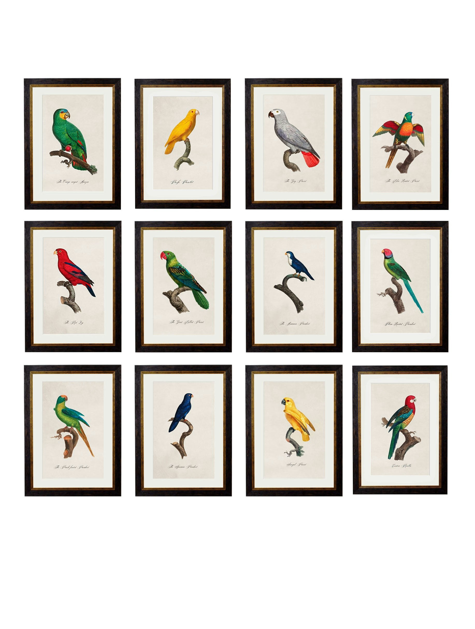 Rackhams Black C.1800's Collection Of Parrots - 38 X 50Cm - Collection Of 12