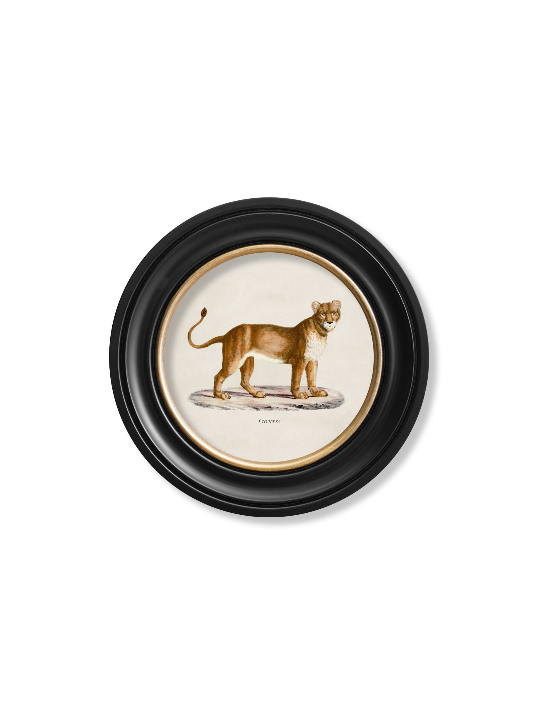 Rackhams Black C.1800s Lion & Lioness - Round Frames - 44 X 44Cm - Lioness