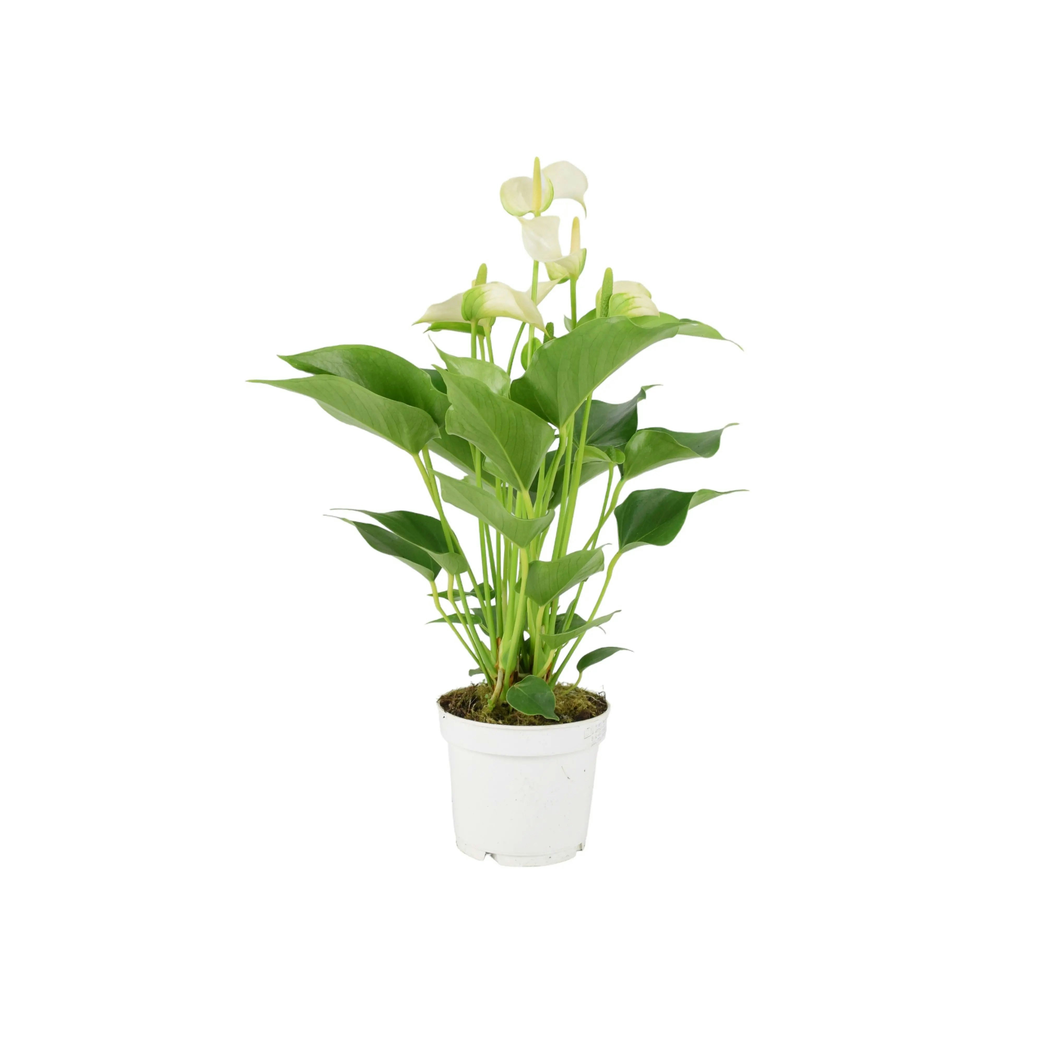 Plants By Post White Anthurium – Stunning Flamingo Flower In 12Cm Pot Indoor Plant - No Container