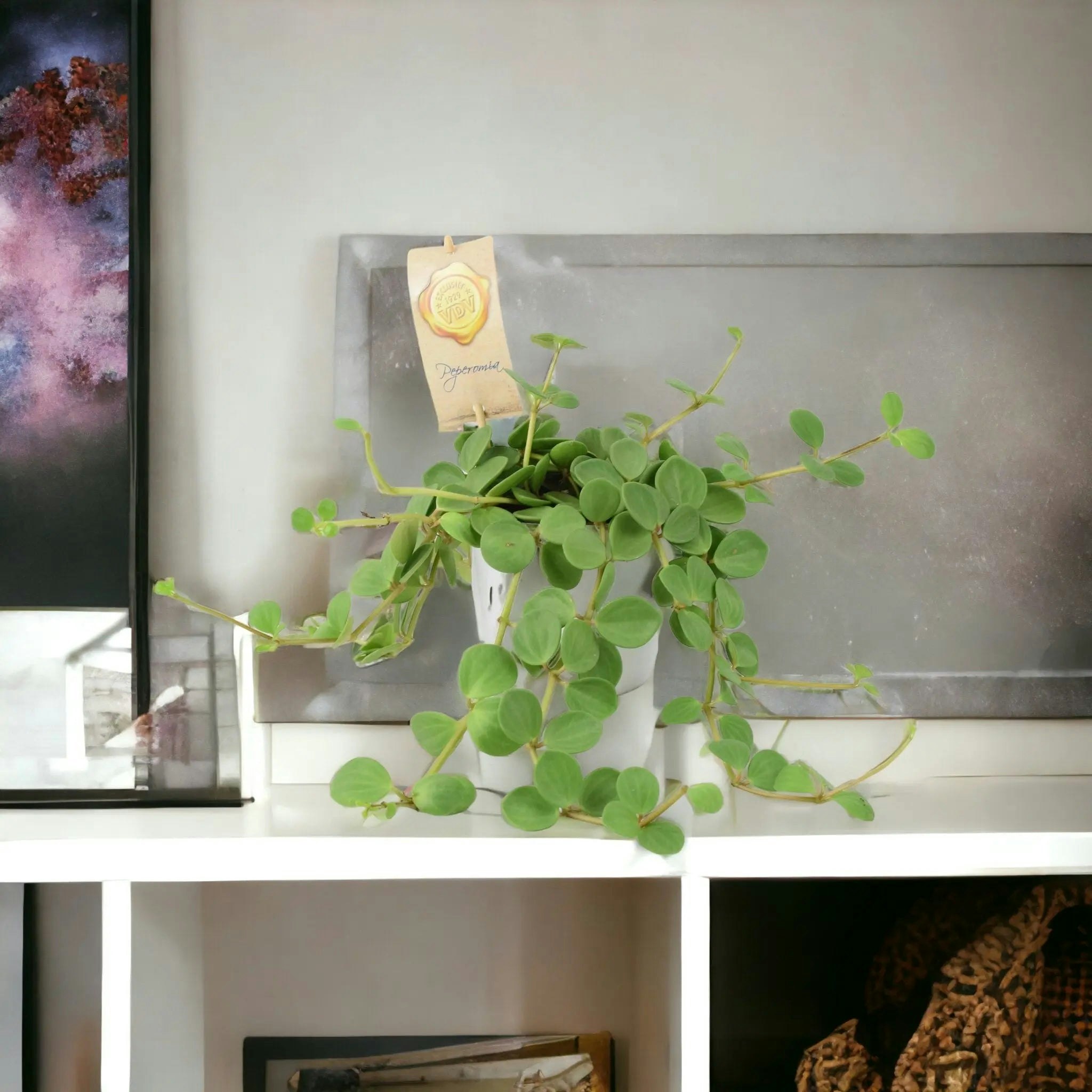 Plants By Post White Peperomia Hope In 12Cm Pot - Trailing Jade Plant In 12Cm Pot - Ceramic
