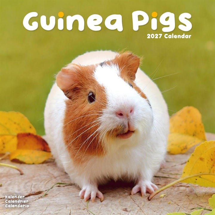 Guinea Pigs Calendar 2027, Wall Calendars, Month To View, Animals, Gift - Image 7