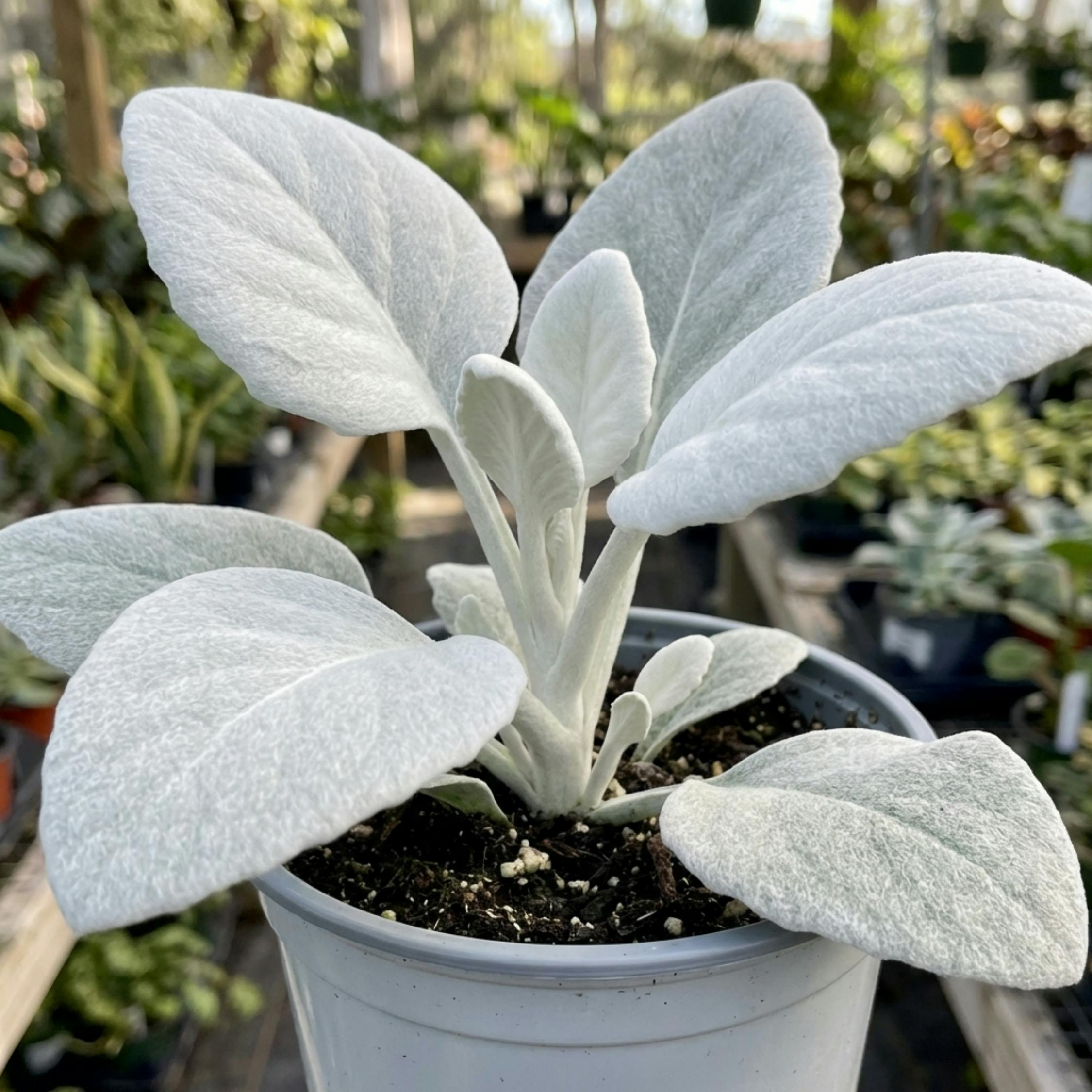 Silver Senecio Angel Wings Evergreen Shrub Plant 2L Pot