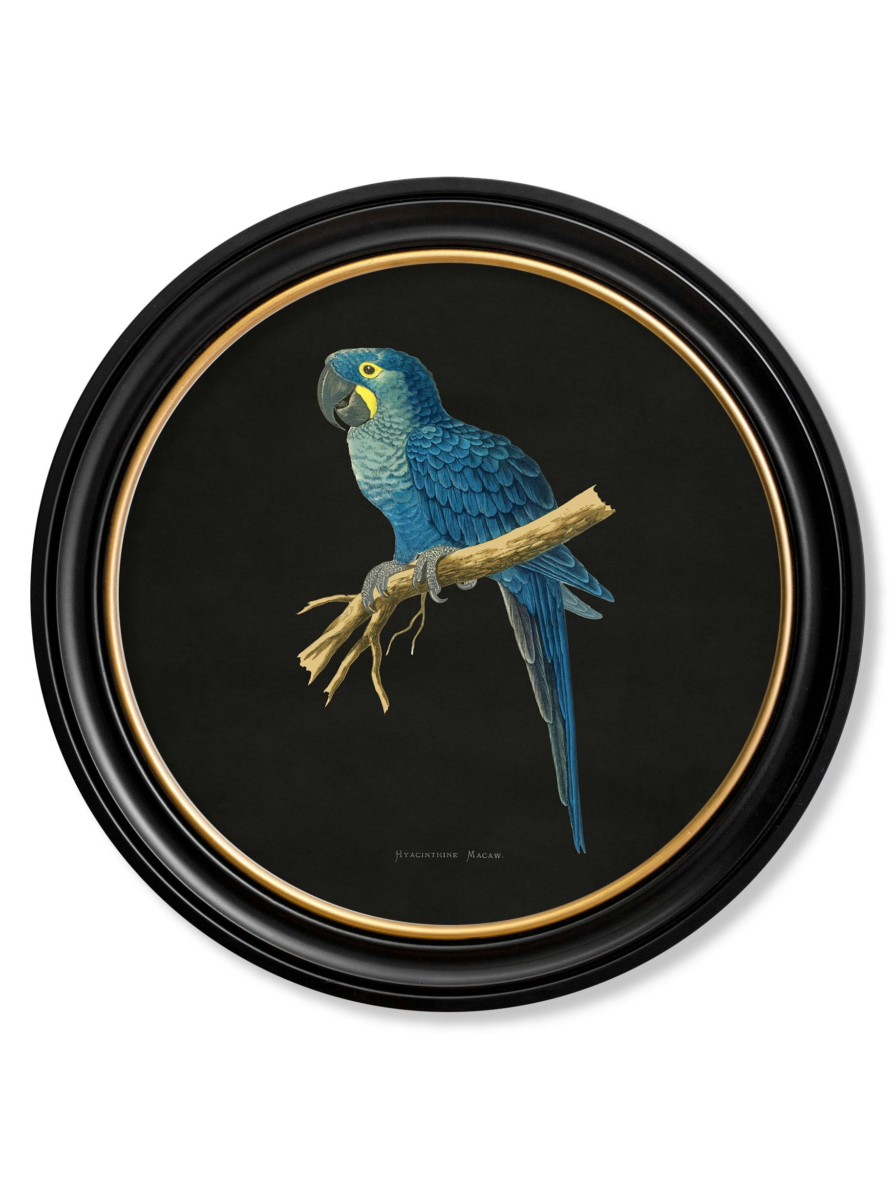 Rackhams Black C.1884 Collection Of Macaws In Round Frames - 70 X 70Cm - Hyacinthe Macaw