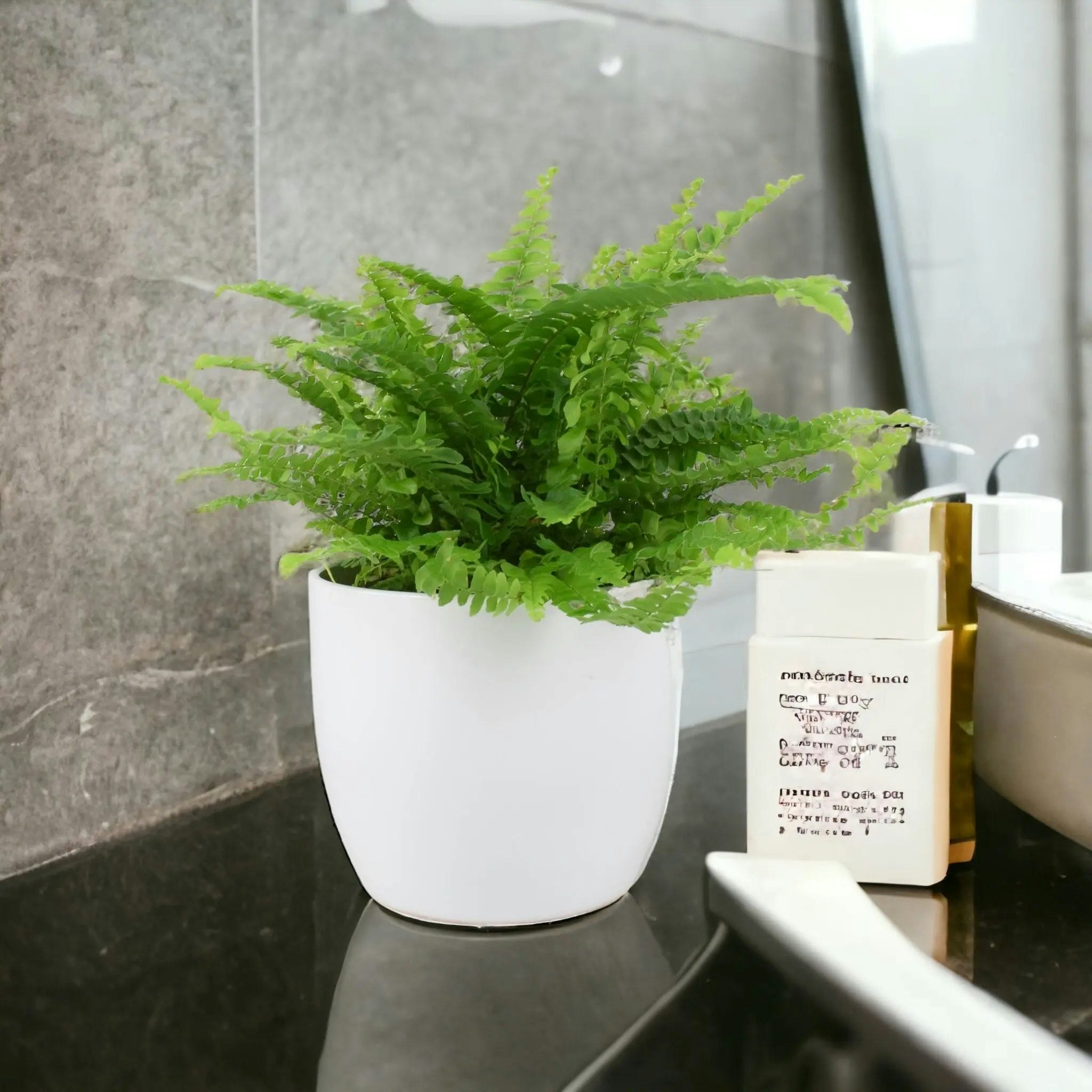 Plants By Post White Boston Fern (Nephrolepis) In 12Cm Ceramic Pot – Air-Purifying Pet-Safe Houseplant - Ceramic