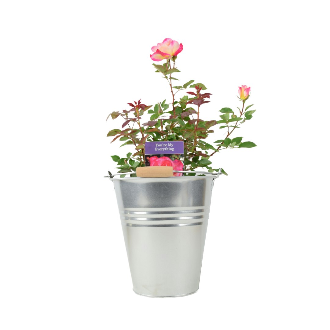 Plants By Post Pink/Dark/Green Rose You’re My Everything – 5.5L Pot – Romantic Gift Rose - Metal Zinc With Handle