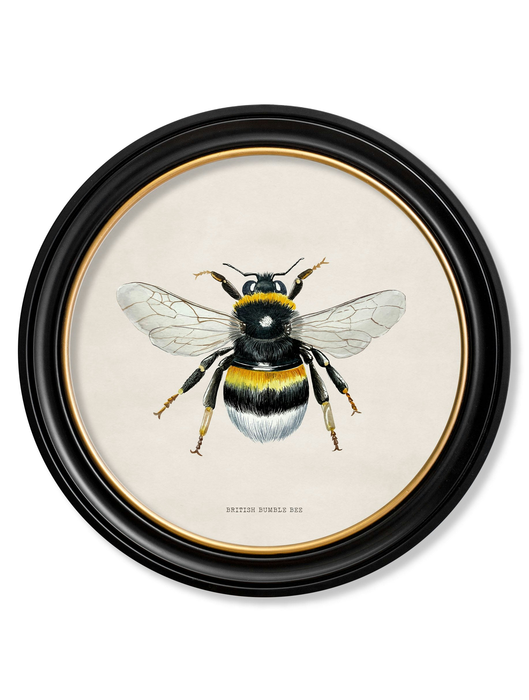 Exceptional Art Black C1892 British Bees Round Frame - 70 X 70Cm - British Bumble Bee