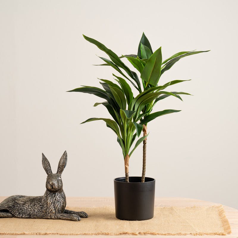 Scottish Everlastings Green/Black 60Cm Real Touch Dracaena
