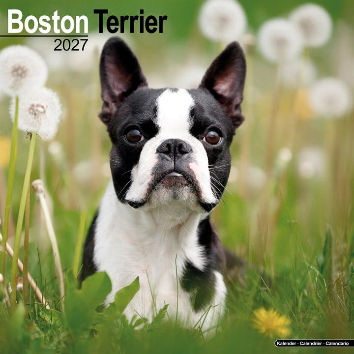 Boston Terrier 2027 Calendar | Square Wall Calendar | Dog Breed Gift | Plastic Free Packaging | by Avonside Publishing - Image 7