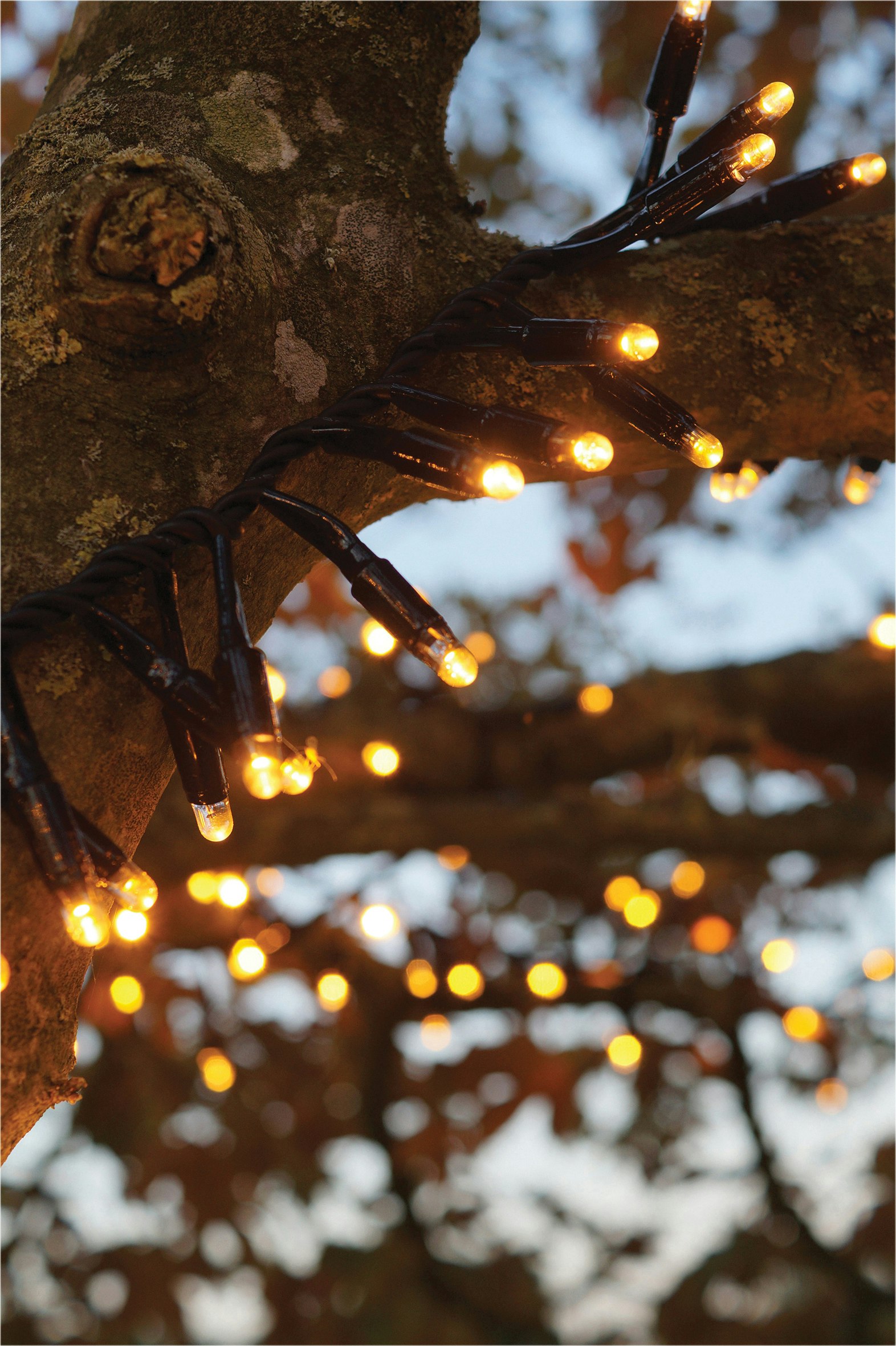 Rackhams Black/Gold Cluster Lights Rubber Ip65 5M/250 Led Copper