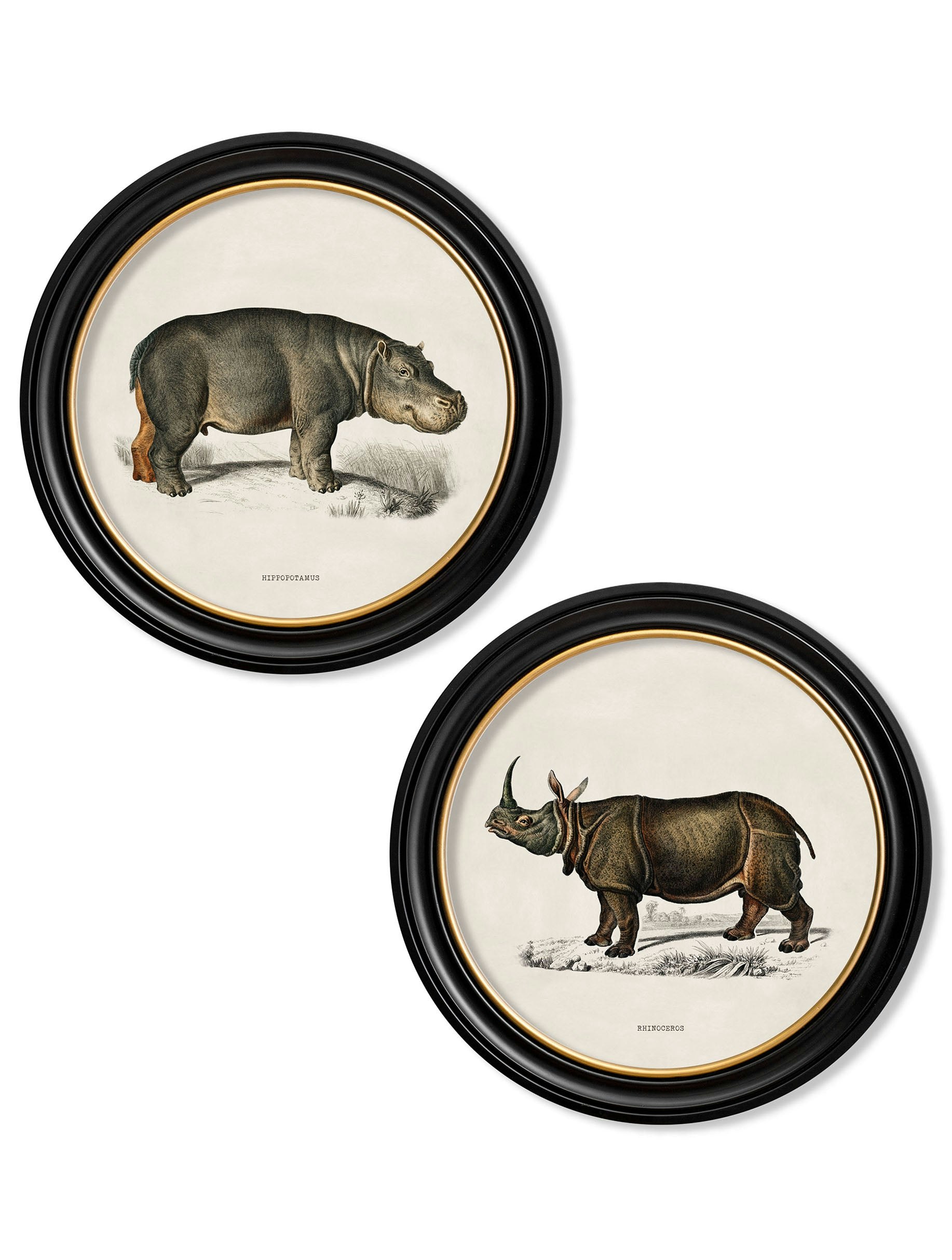 Rackhams Black C.1846 Rhino & Hippo - Round Frames - 70 X 70Cm - Collection Of 2