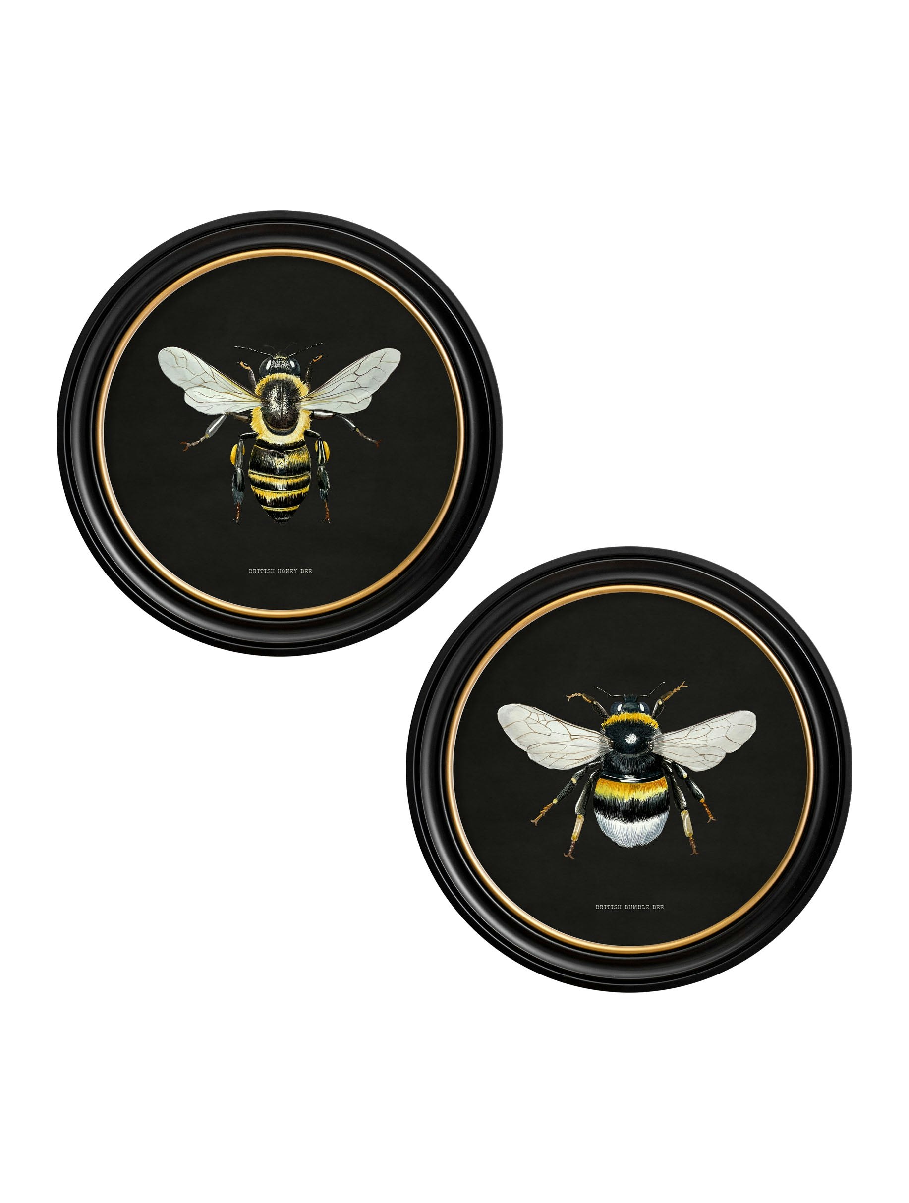 Exceptional Art Dark/Black C892 British Bees Round Frame - 70 X 70Cm - Collection Of 2