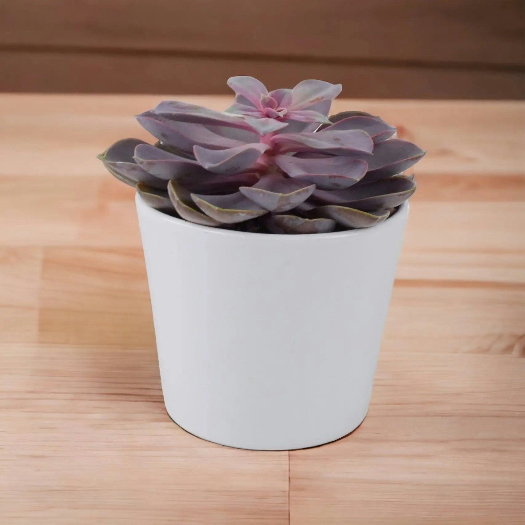 Plants By Post Purple/White Echeveria Pearl In 12Cm Pot - Stunning Succulent For Indoor & Outdoor - Ceramic
