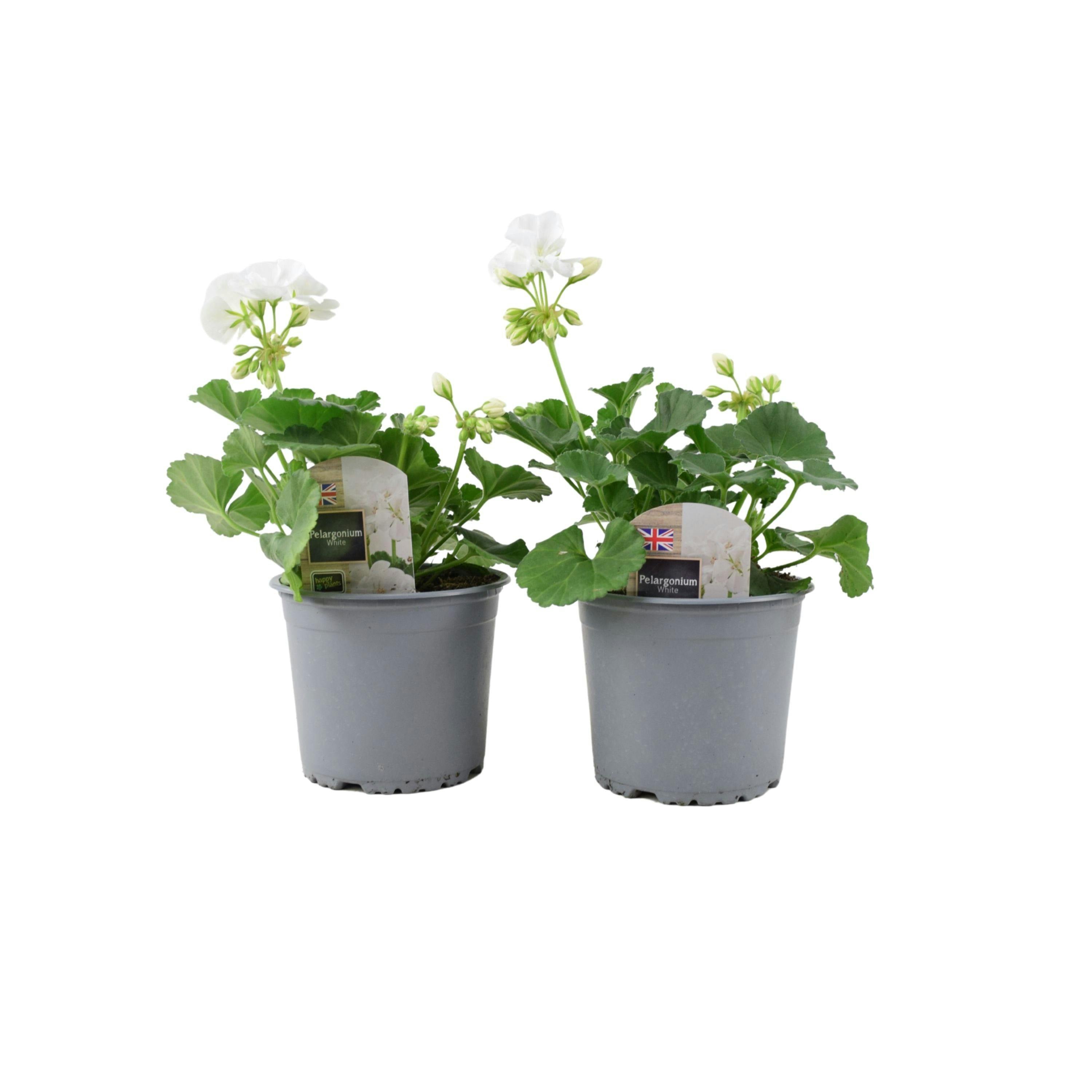 White Zonal Geranium Upright Mixed Colours – Set Of 2 X 1L Potted Plants