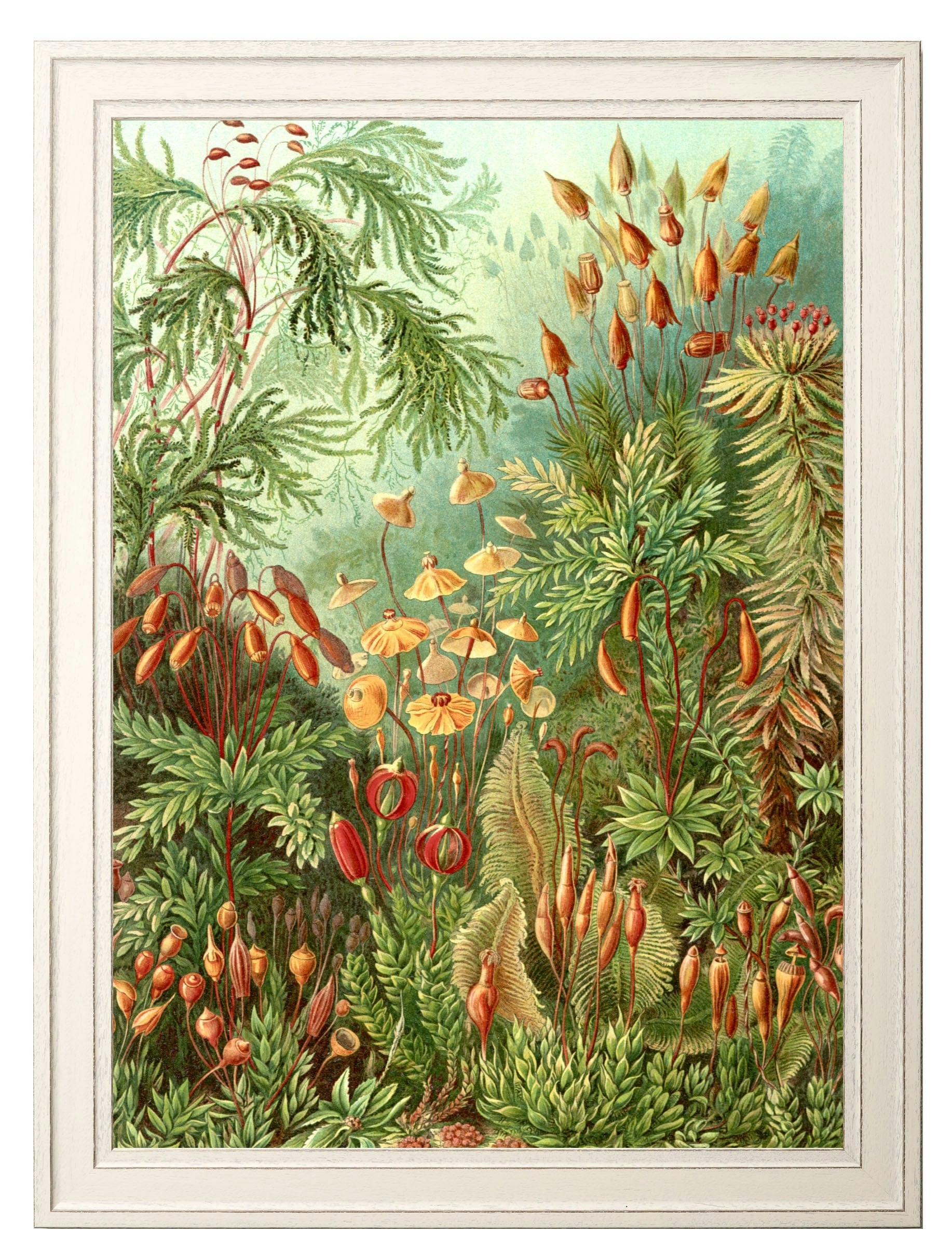 Rackhams Black C.1904 Study Of Ferns Print - 38 X 50Cm - Mosses