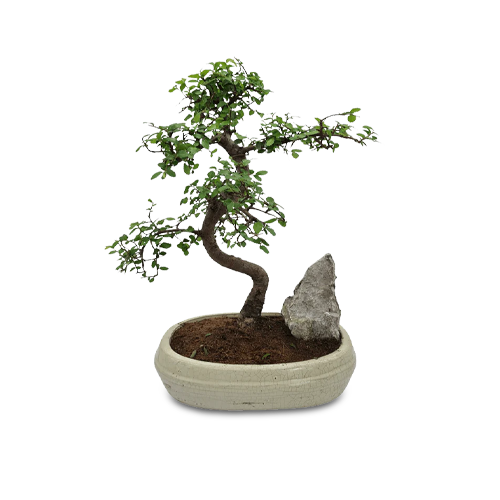 Bonsai Trees