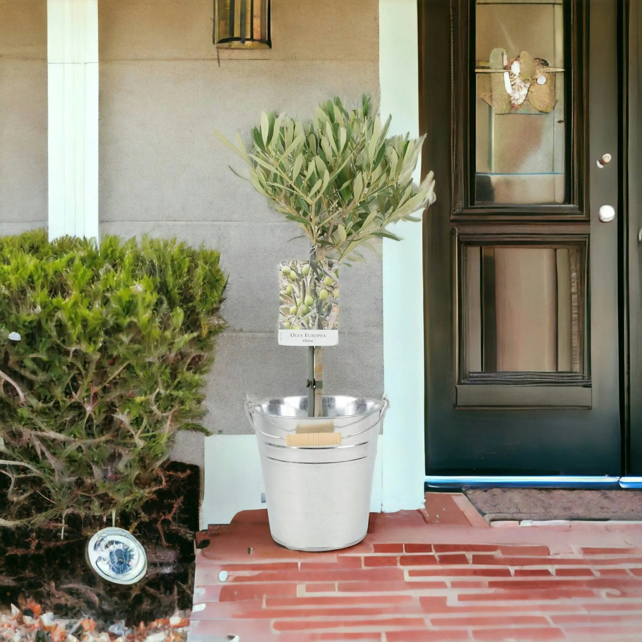 Plants By Post Silver/Green Olive Tree 50-60Cm - Mediterranean Garden Plant - Metal Zinc Pail