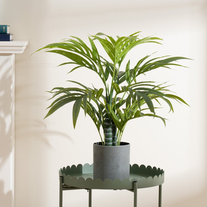 Scottish Everlastings Grey 60Cm Palm Tree