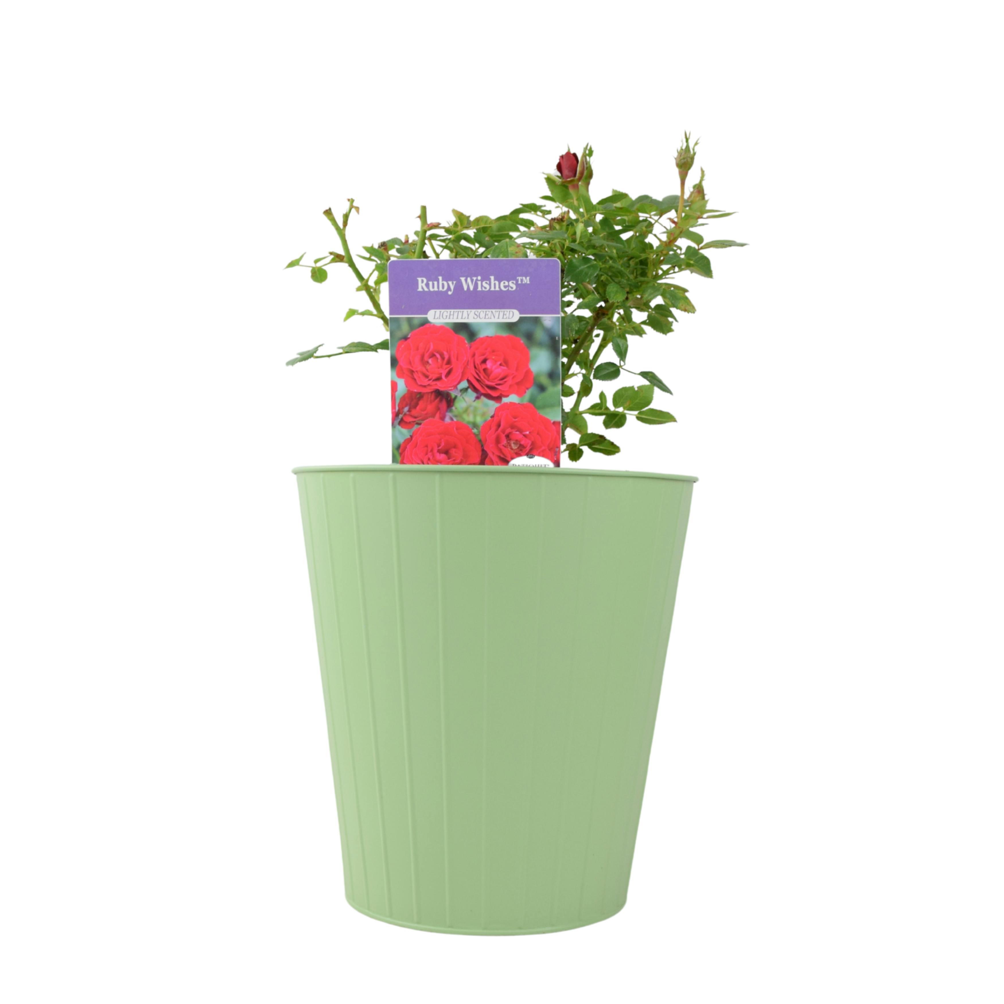 Red Ruby Wishes Rose Bush – 5.5L Pot – Compact Patio Rose With Rich Blooms - Metal Vertical Line Teal
