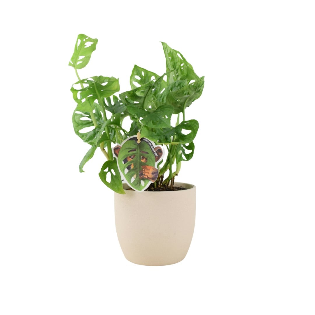 Plants By Post Cream Monstera Monkey Cheese Plant - Swiss Cheese Plant Tropical Houseplant - Ceramic Matte