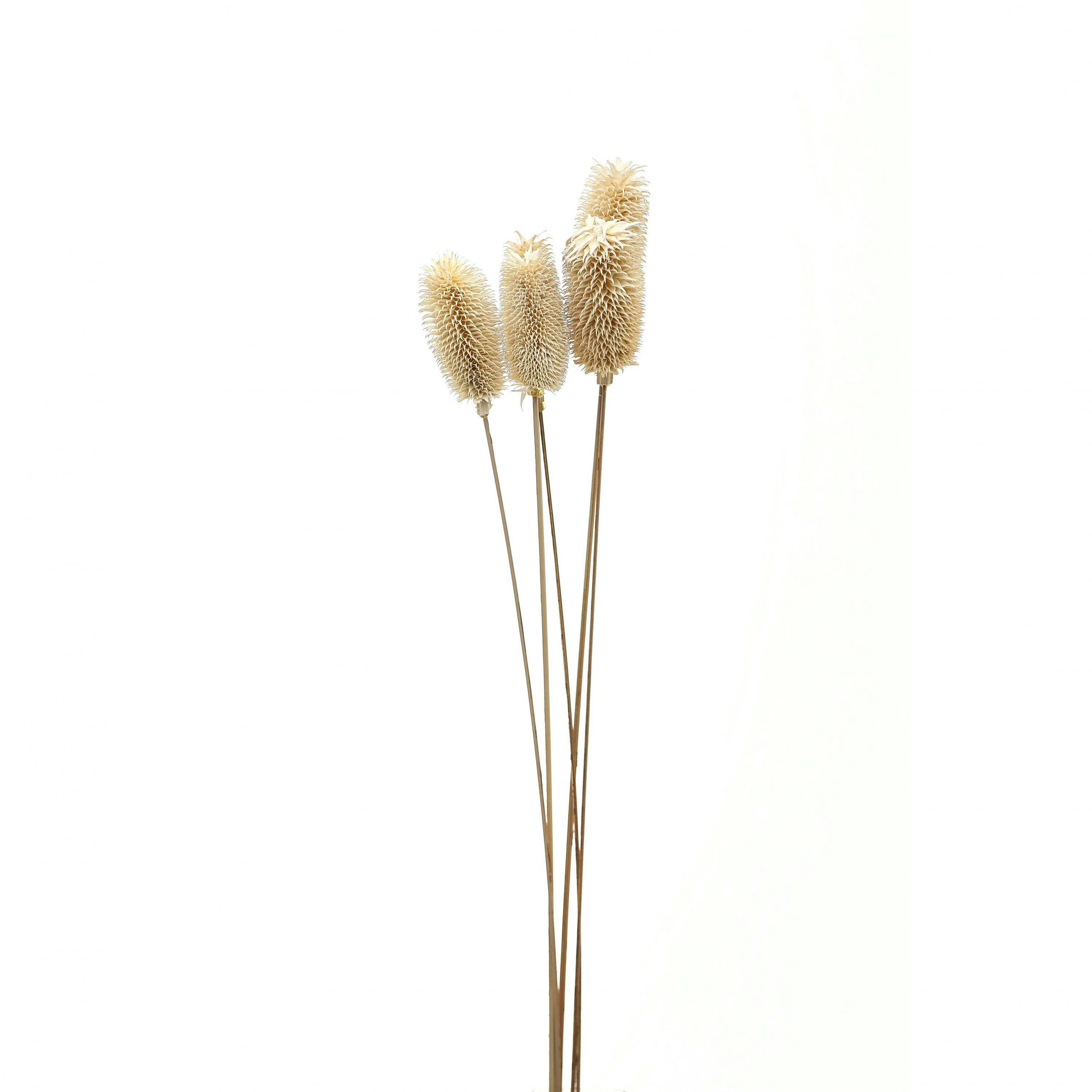 Hill Interiors White Thistle Dried Plant - One Size