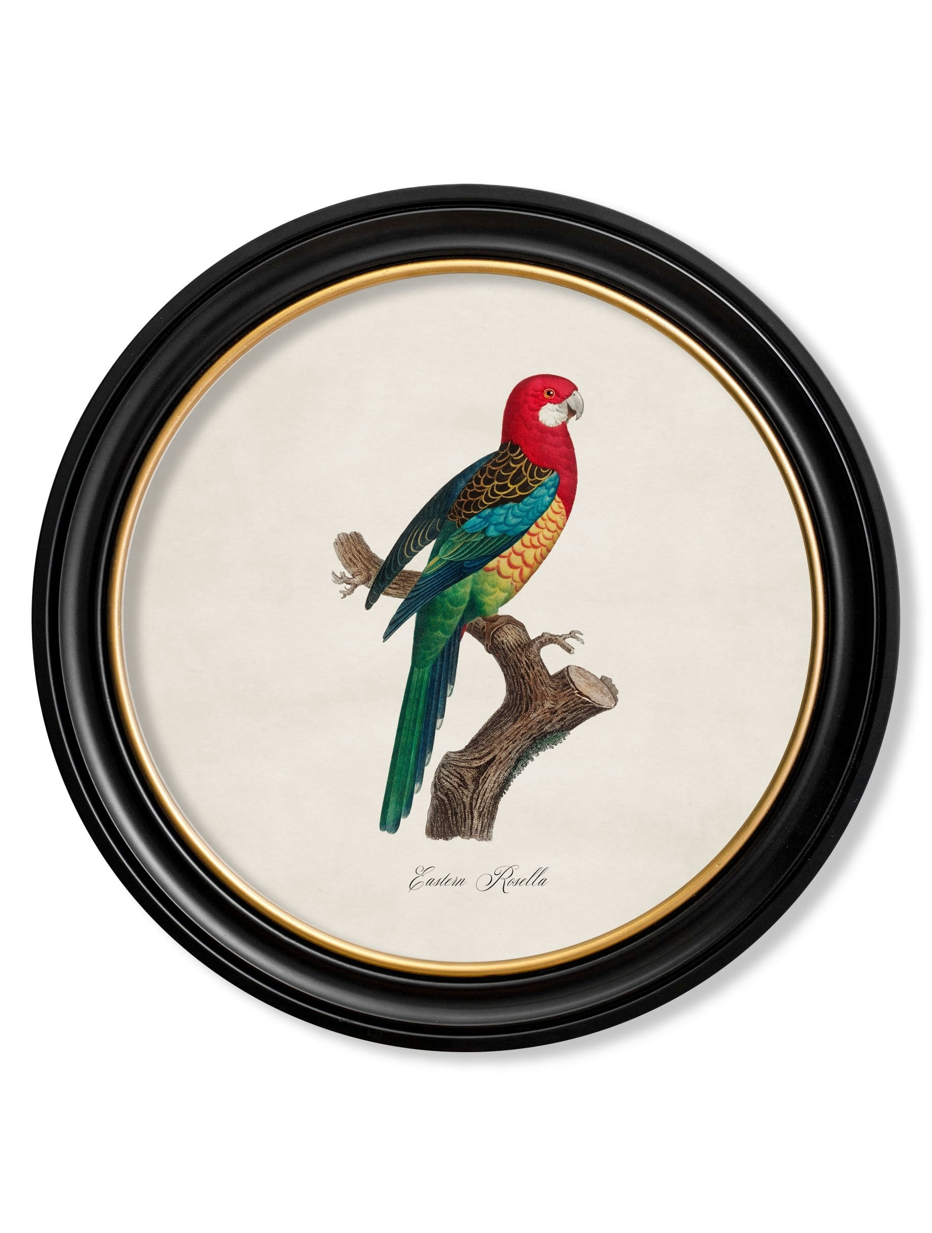 Rackhams Black C.1800's Collection Of Parrots In Round Frames 1 - 70 X 70Cm - Eastern Rosella