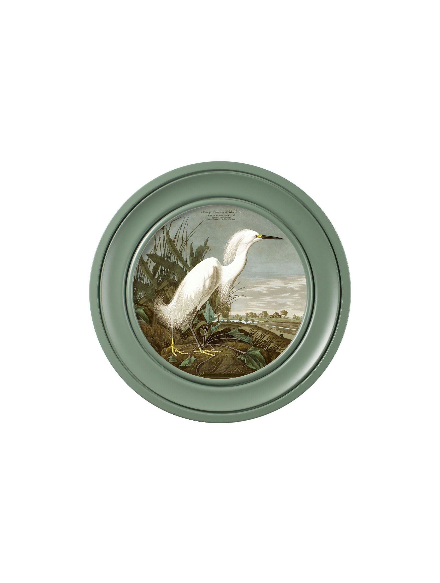 Rackhams Green C.1838 Audubon's Snowy Heron In Frame - 44 X 44Cm - Oxford Round