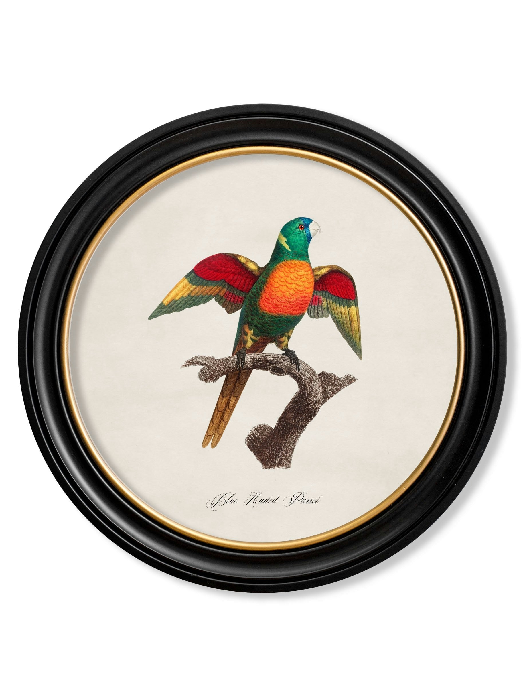 Rackhams Black/Blue C.1800's Collection Of Parrots In Round Frames 2 - 70 X 70Cm - Headed Parrot