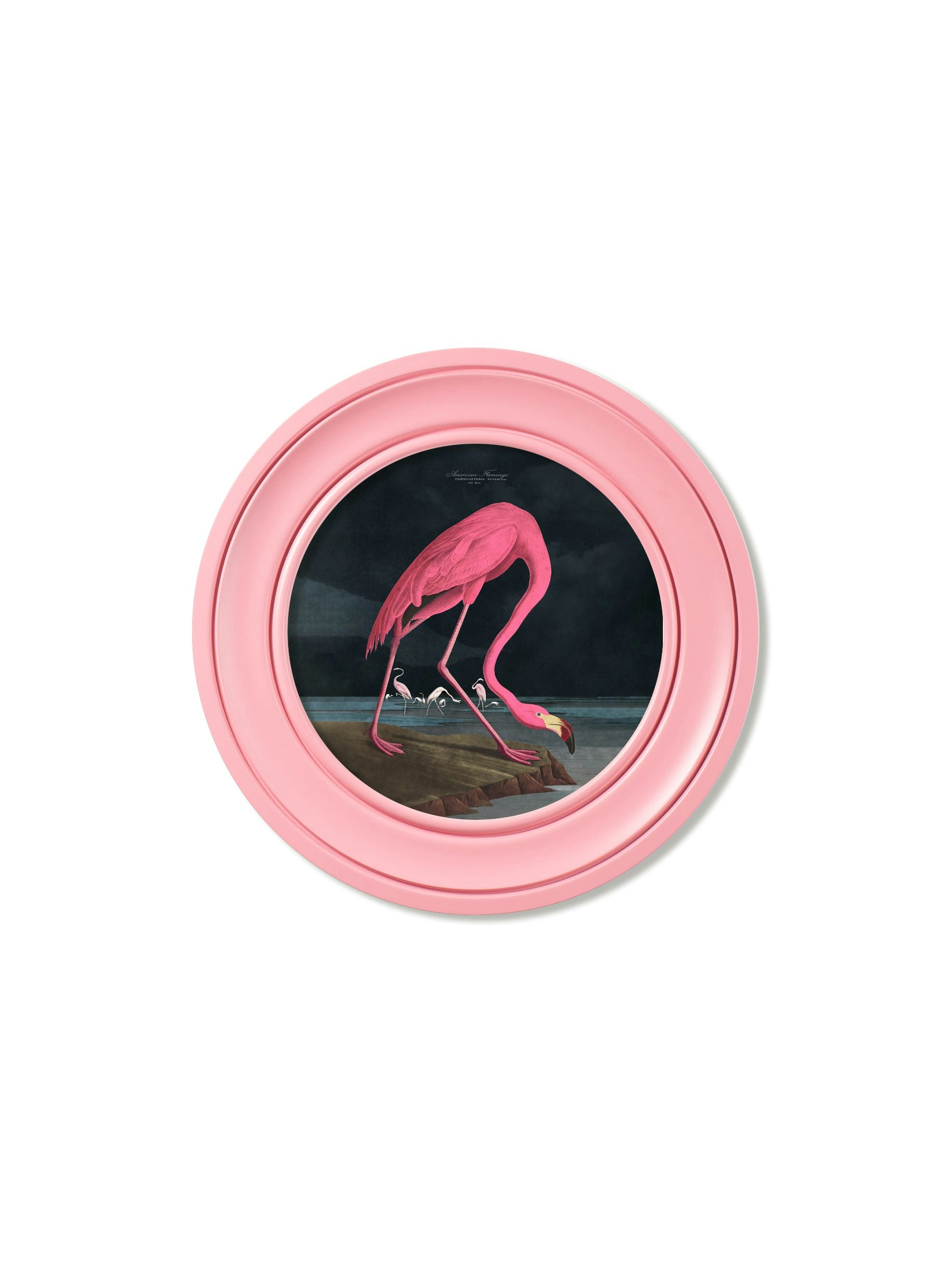 Rackhams Dark/Pink C.1838 Audubon's Flamingo - Round Frame - 44 X 44Cm - Oxford Round