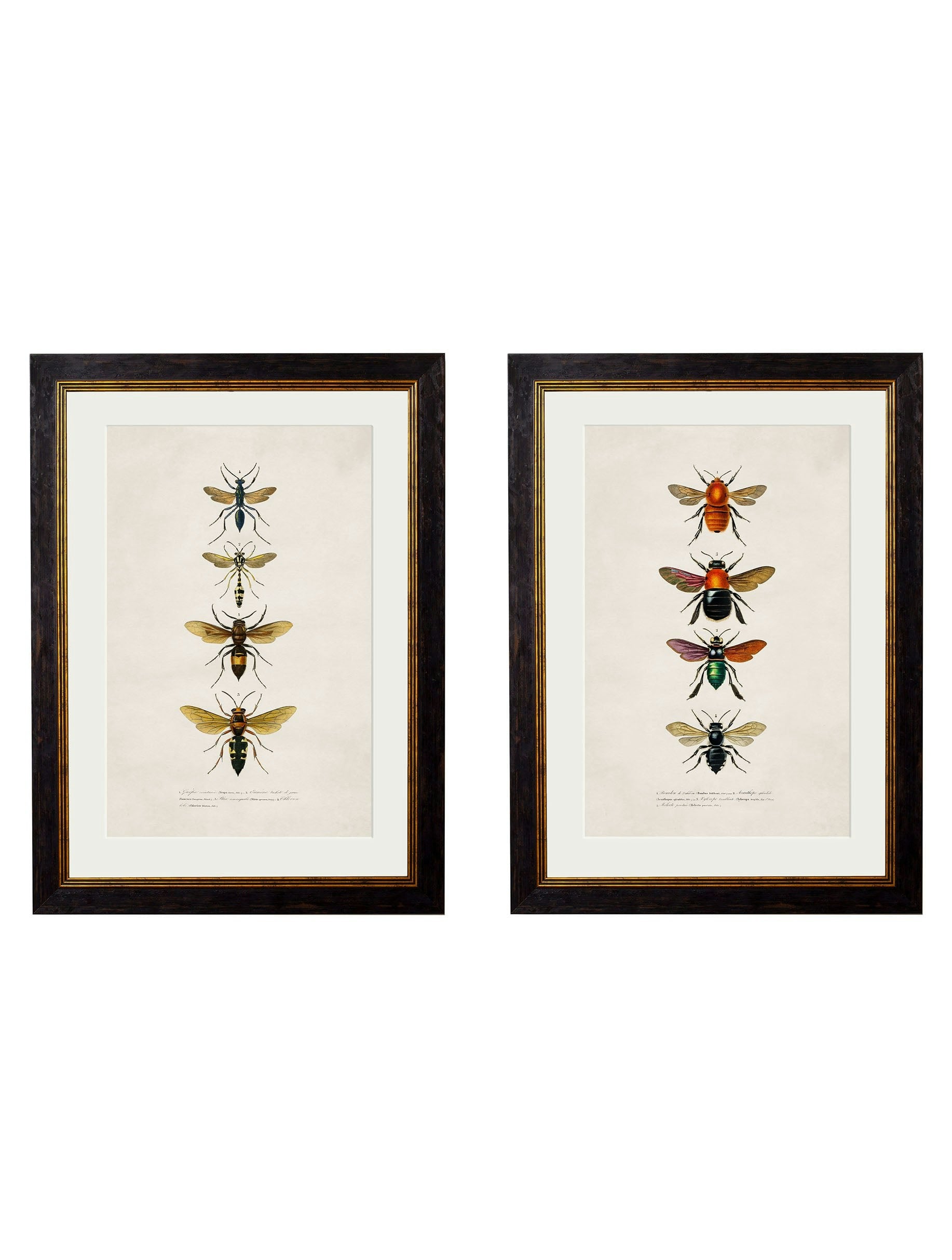 Exceptional Art Black C.1892 Bees And Wasps - 38 X 50Cm - Set Of 2