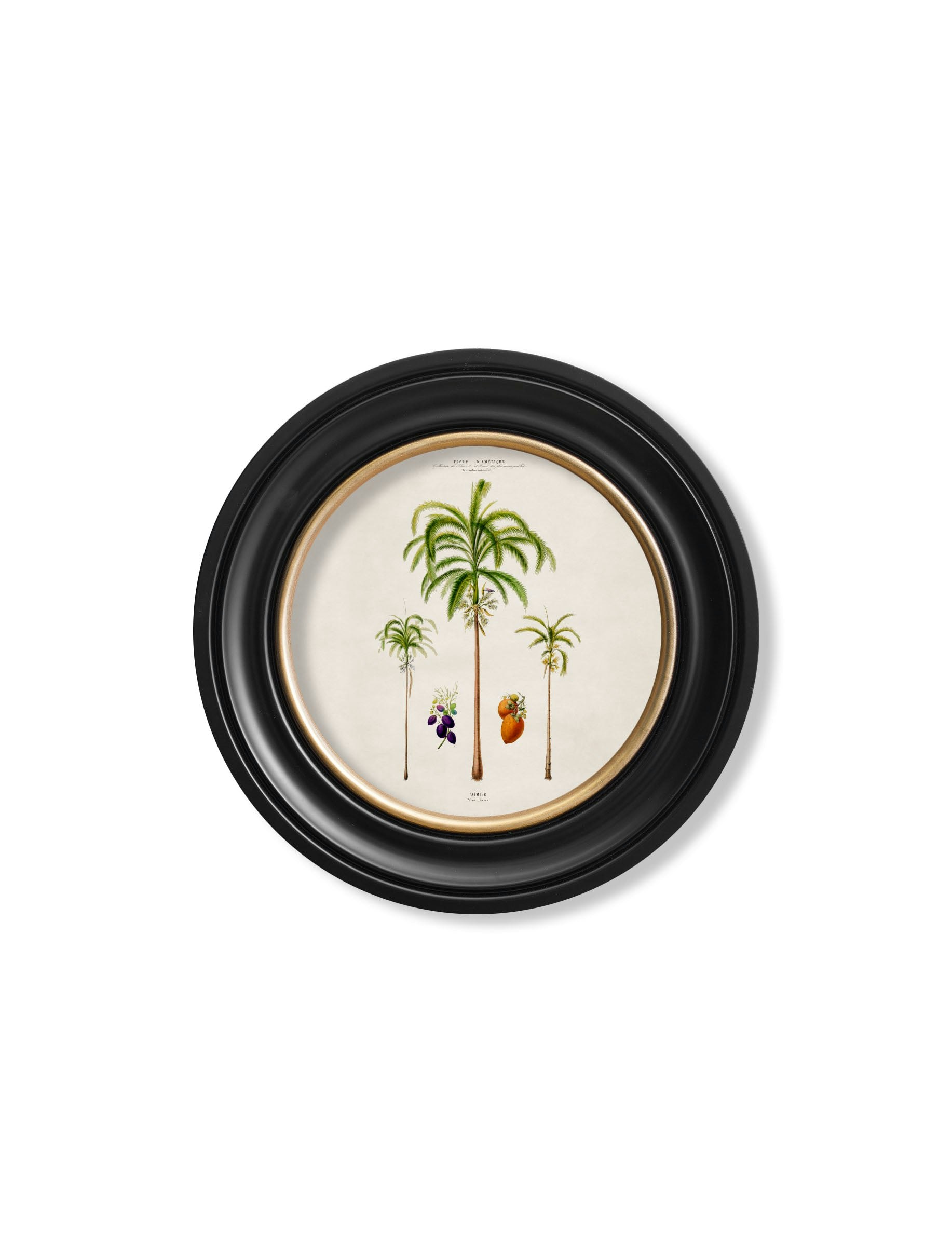 Rackhams Black C.1843 Studies Of South American Palm Trees In Round Frames - 44 X 44Cm - Areca Palms