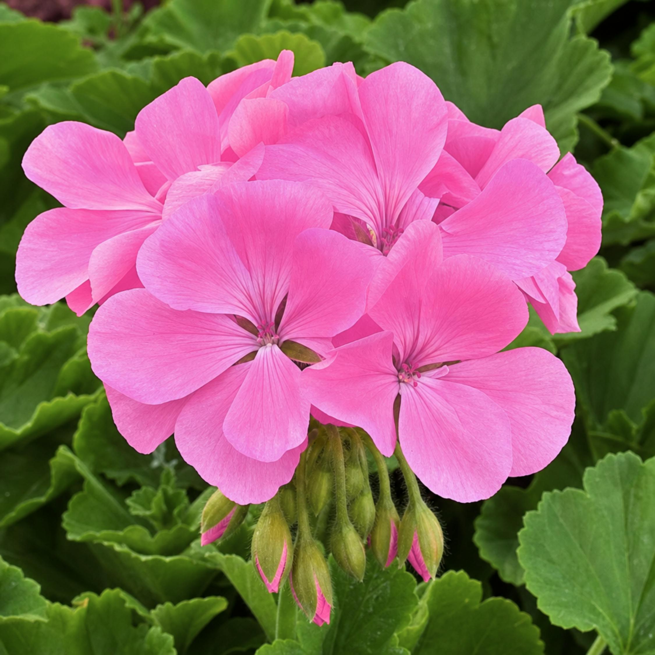 Pink Geranium Calliope Hot 2L Pot – Vibrant Summer Flowering Patio Plant