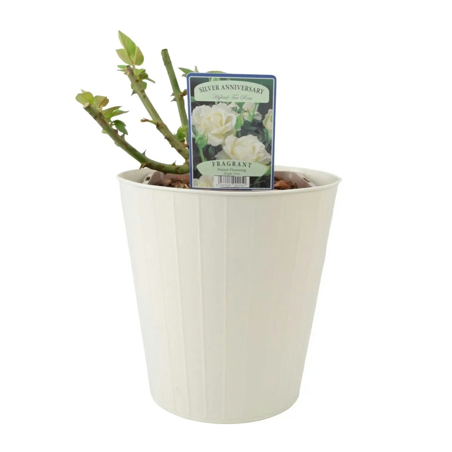 Plants By Post Silver/White/Cream Anniversary Rose - Fragrant Hybrid Tea Rose In 5.5L Pot - Metal Vertical Line
