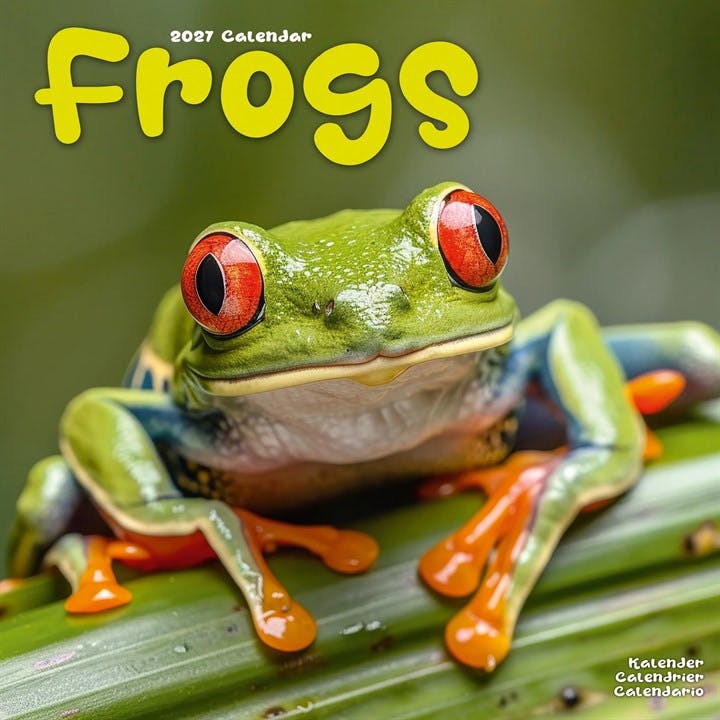 Frogs 2027 Calendar | Square Wall Calendar | Reptile Gift | Plastic Free Packaging | by Avonside Publishing - Image 7