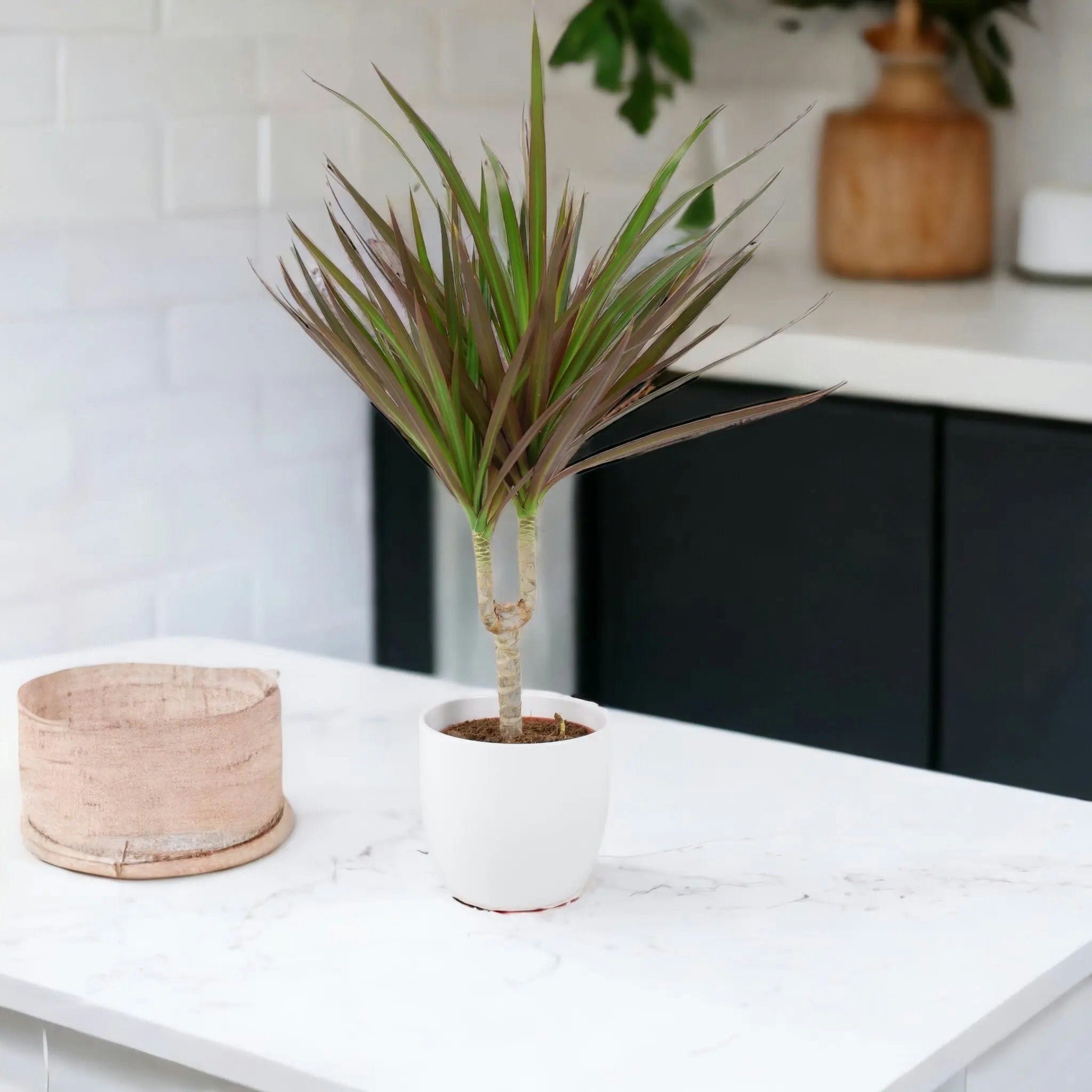 Plants By Post White Dracaena Marginata Dragon Tree - 12Cm Tropical Houseplant - Ceramic