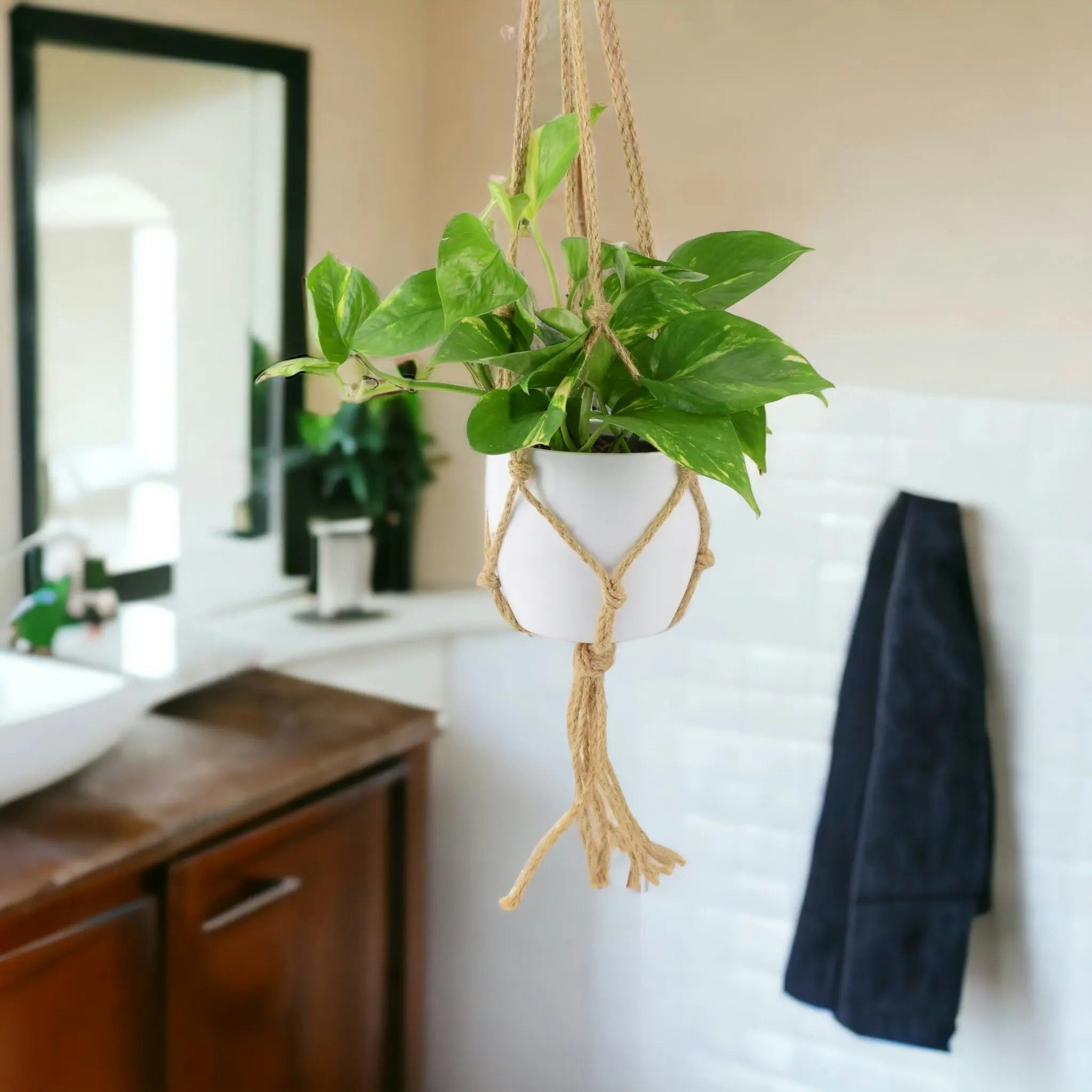Plants By Post Golden/White Epipremnum Aureum – Pothos Devil’s Ivy Houseplant In 12Cm Pot - Hanging Ceramic Macrame