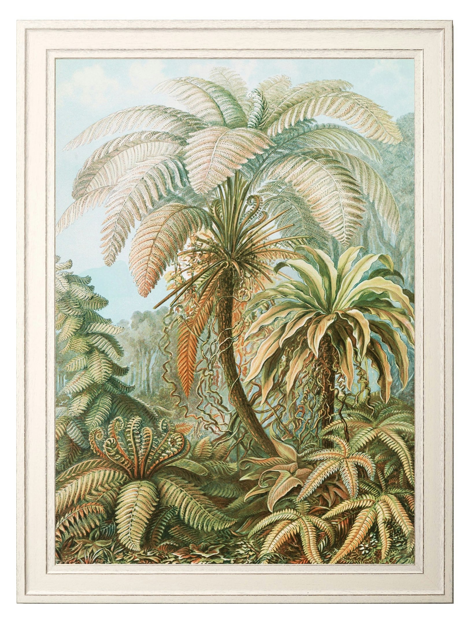 Rackhams Black C.1904 Study Of Ferns Print - 70 X 95Cm - Fern Print