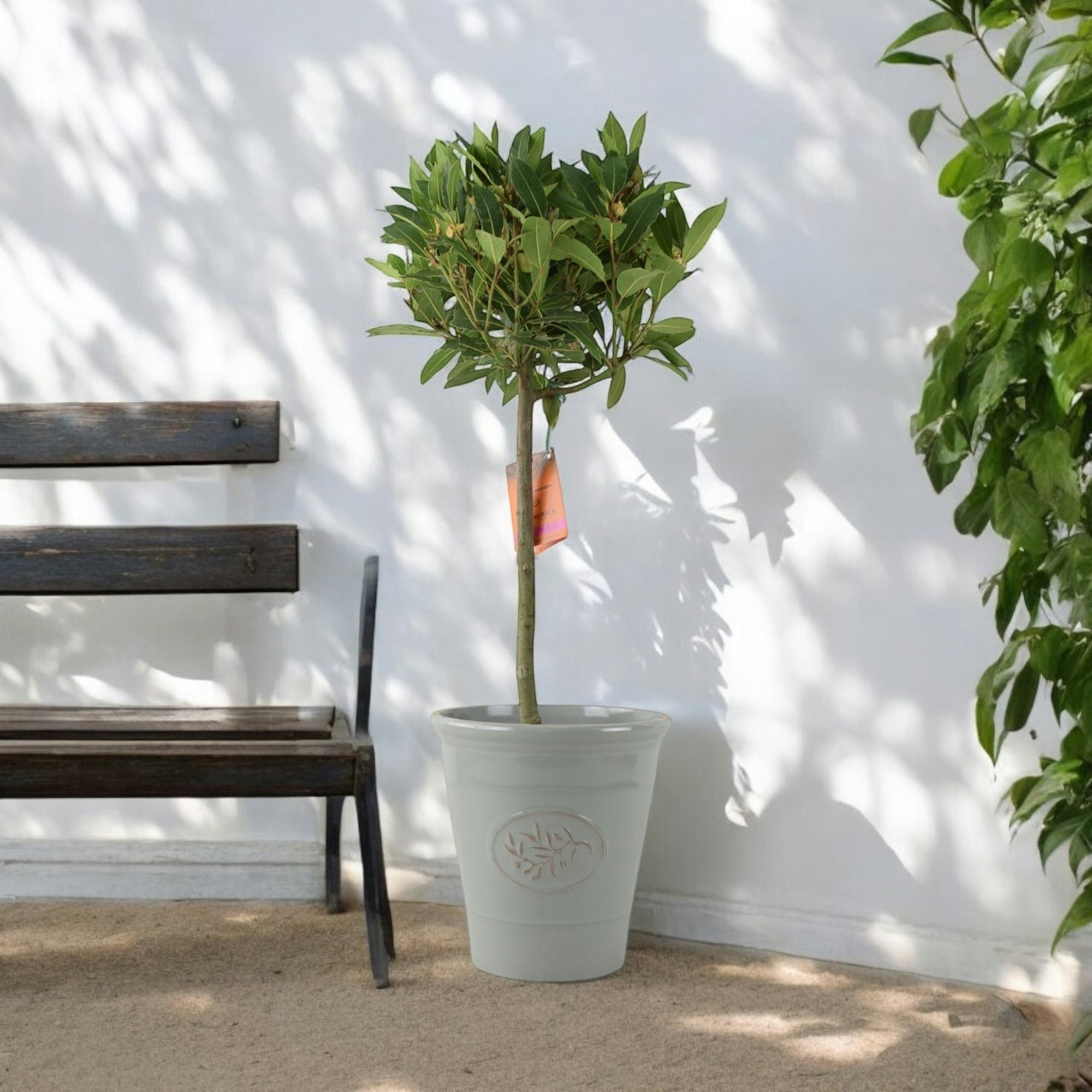 Plants By Post Grey Bay Tree Standard – 90Cm Tall Hardy Evergreen Laurus Nobilis For Pots & Borders - Plastic Olive
