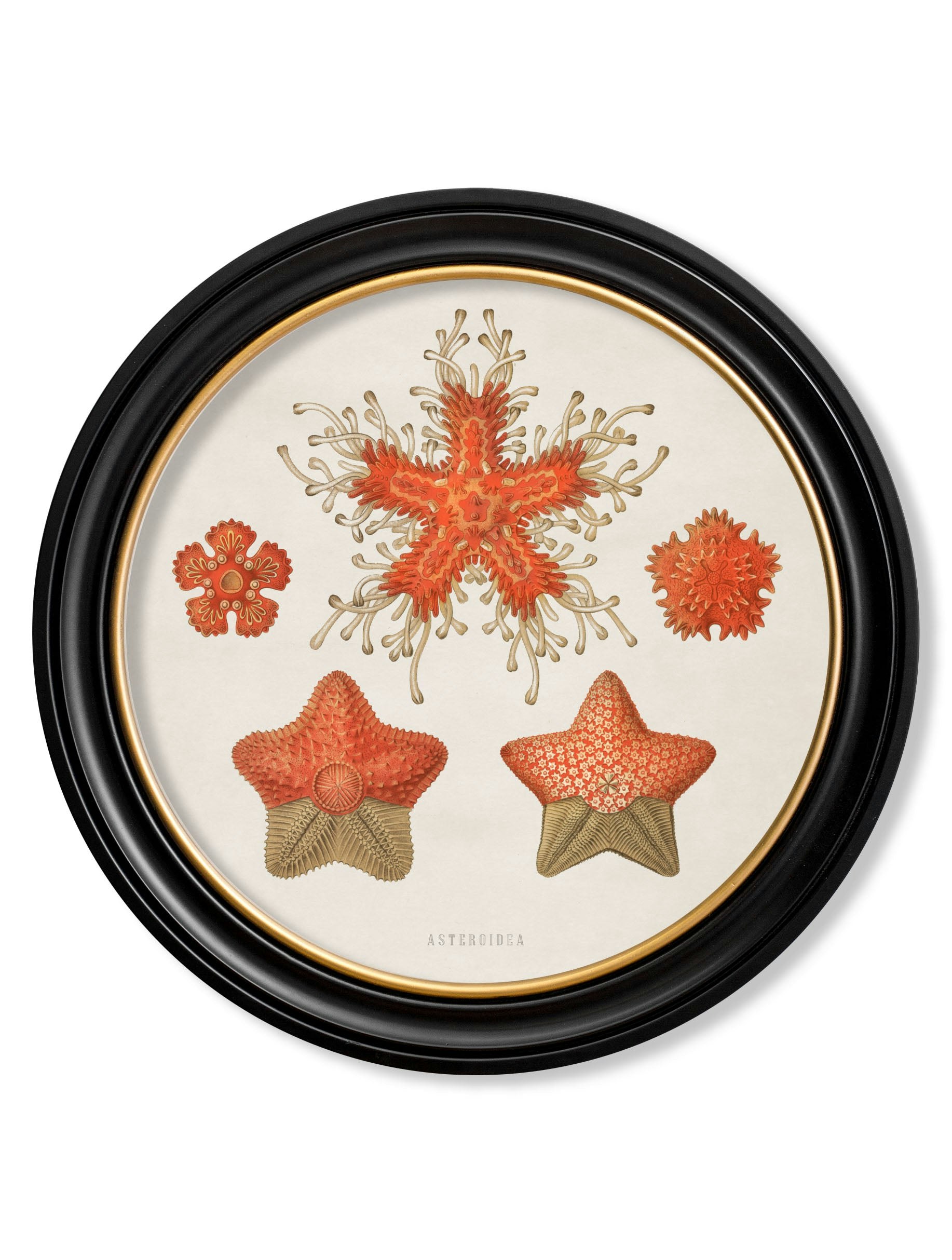 Rackhams Black C.1904 Haeckel Sealife - Round Frames - 70 X 70Cm - Starfish