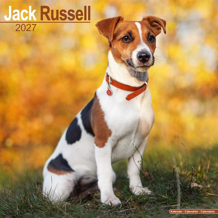 Jack Russell - Image 8