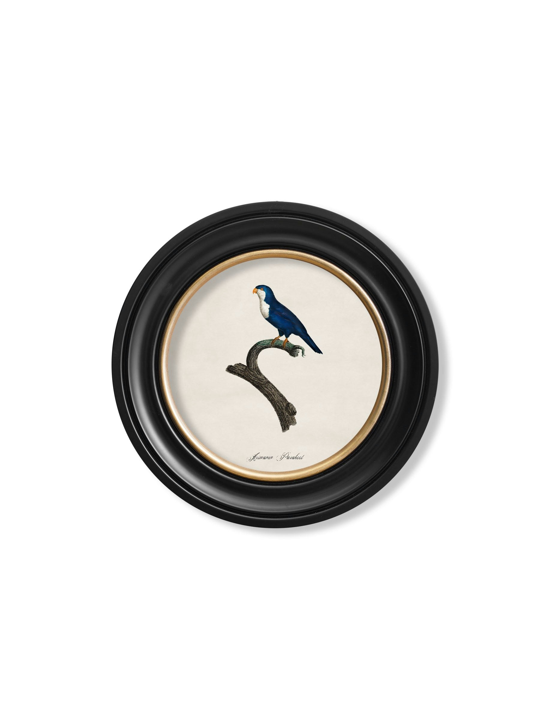 Rackhams Black C.1800's Collection Of Parrots In Round Frames 1 - 44 X 44Cm - Sparman Parakeet