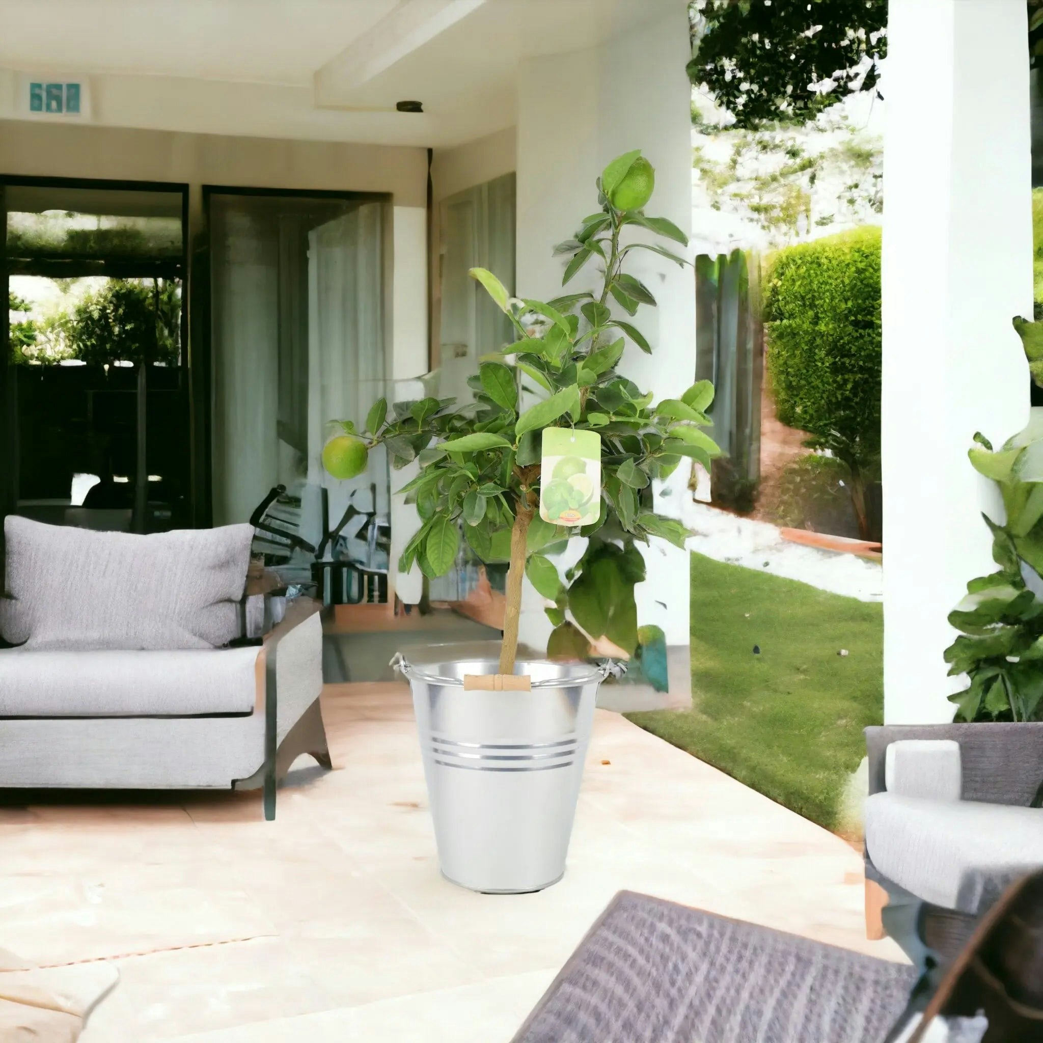 Plants By Post Citrus Lime Tree In Rustic Bucket - Hardy Fruit Tree For Homegrown Limes - Metal Zinc Pail