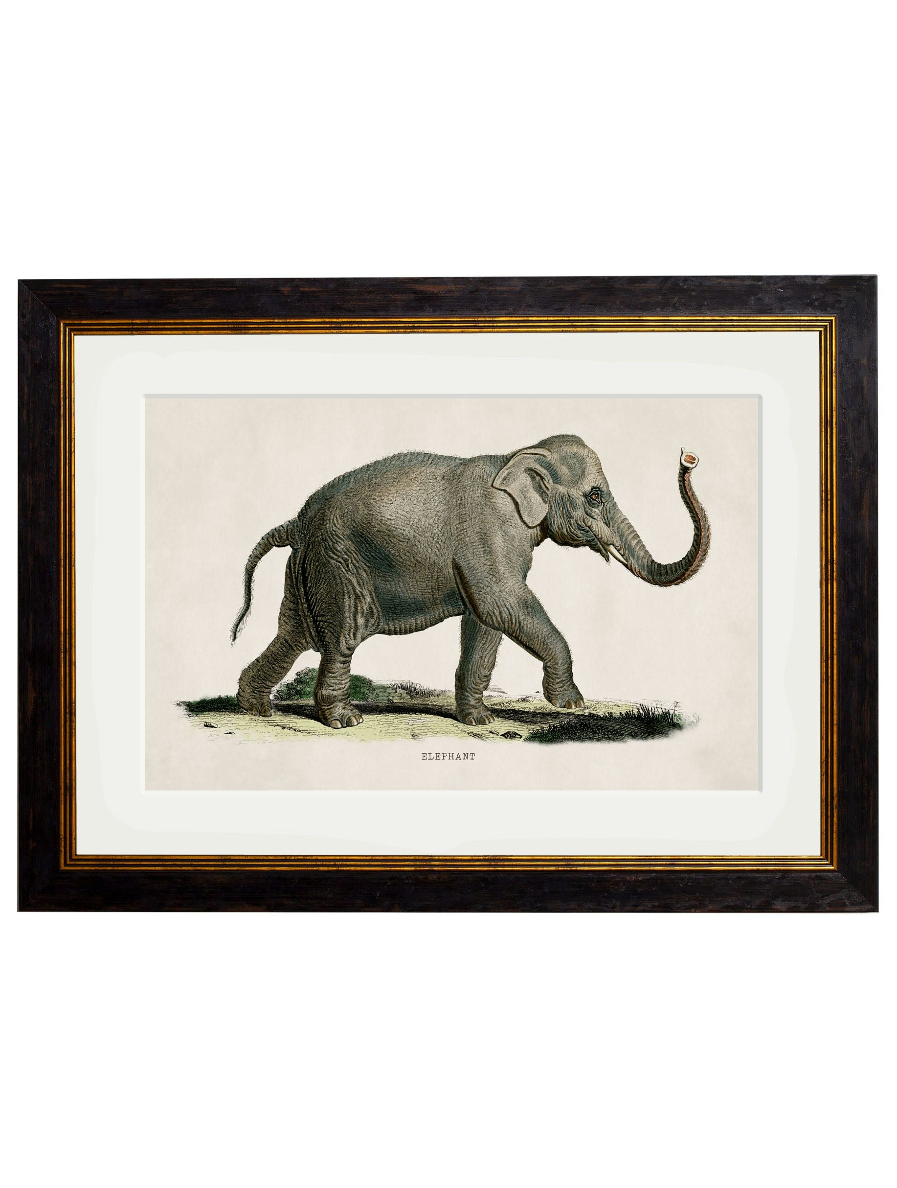 Exceptional Art Black C.1846 Elephants - 50 X 70Cm - Right Facing Elephant